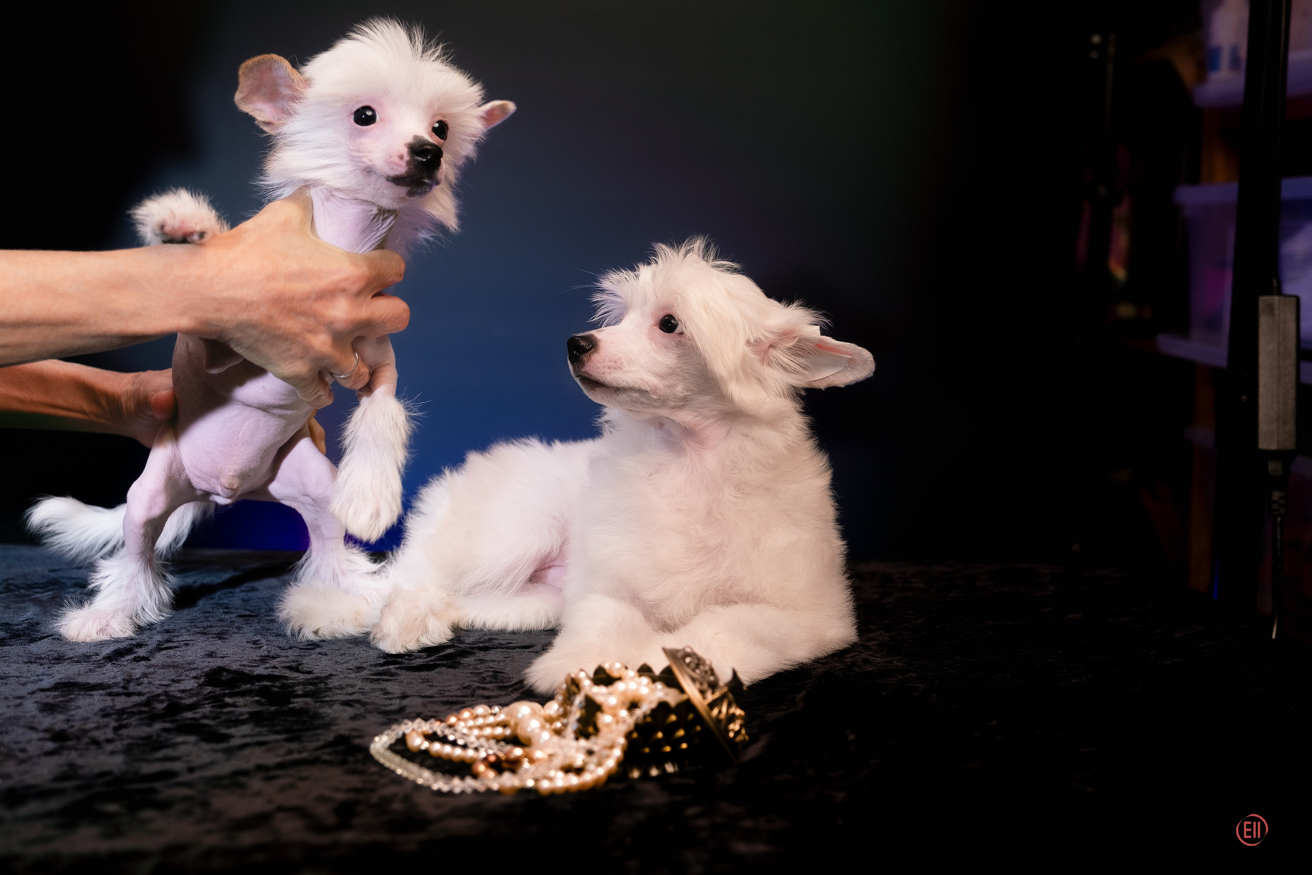 First photo session of the litter “F” of the Laisan Island kennel. Chinese Crested Dog Kennel Poale Ell