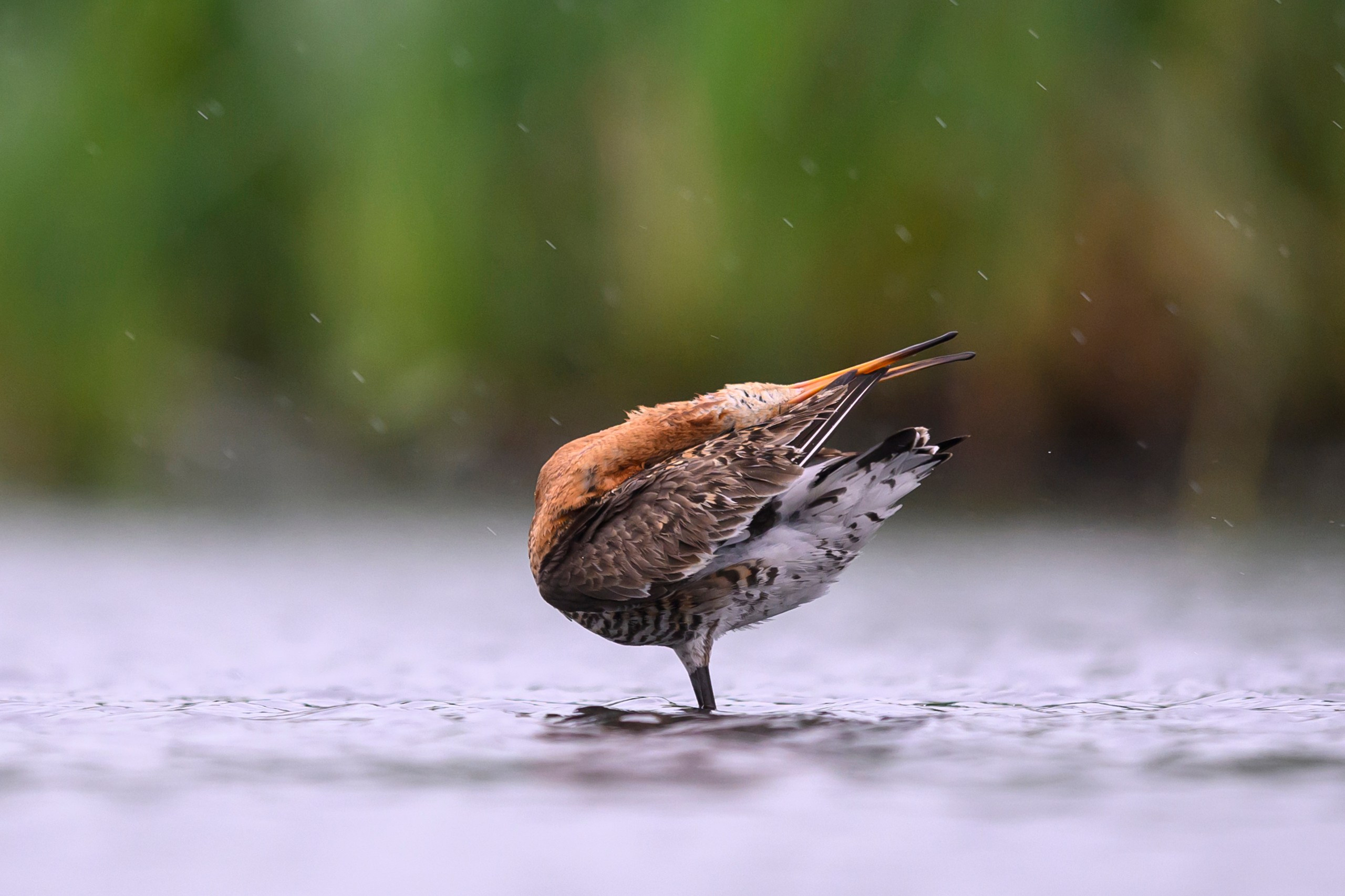 Поручейники и большой веретенник. Wildlife photography by Sergey Puponin