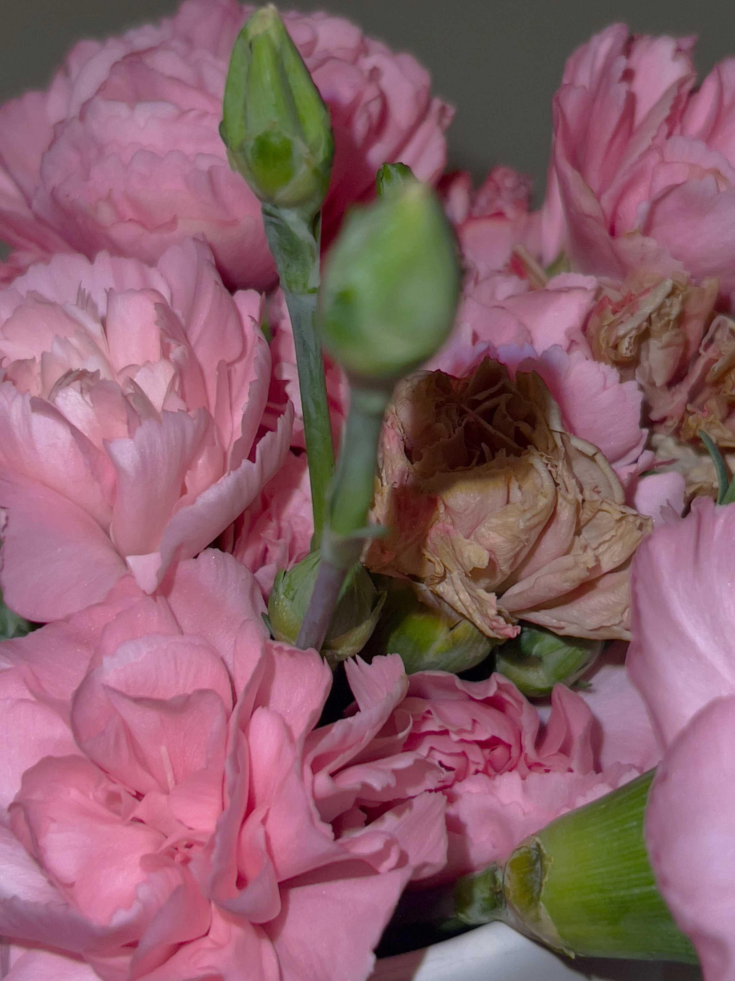 HEYDAY. Daria Blinova