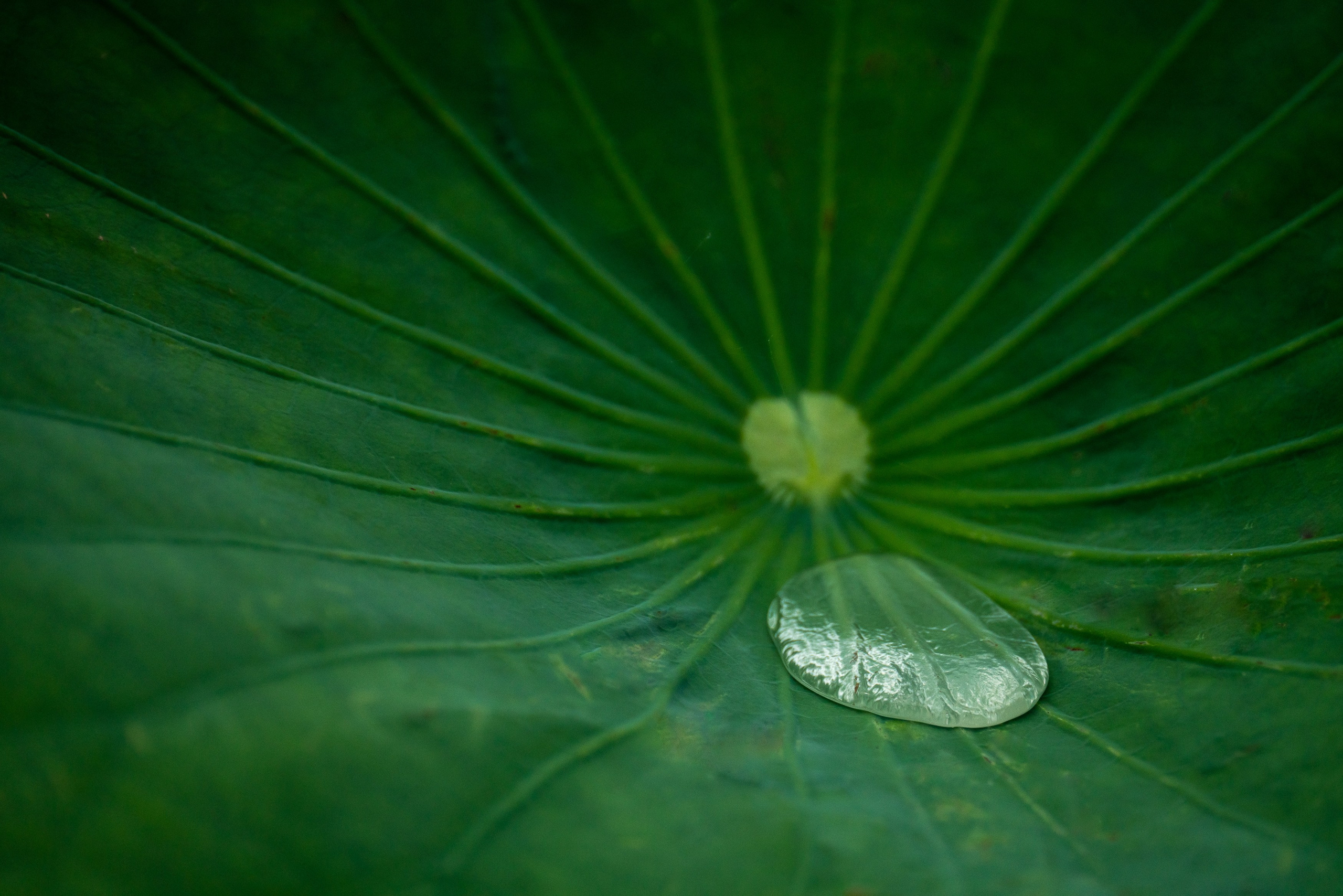 Барханы и лотосы. Июль–Август