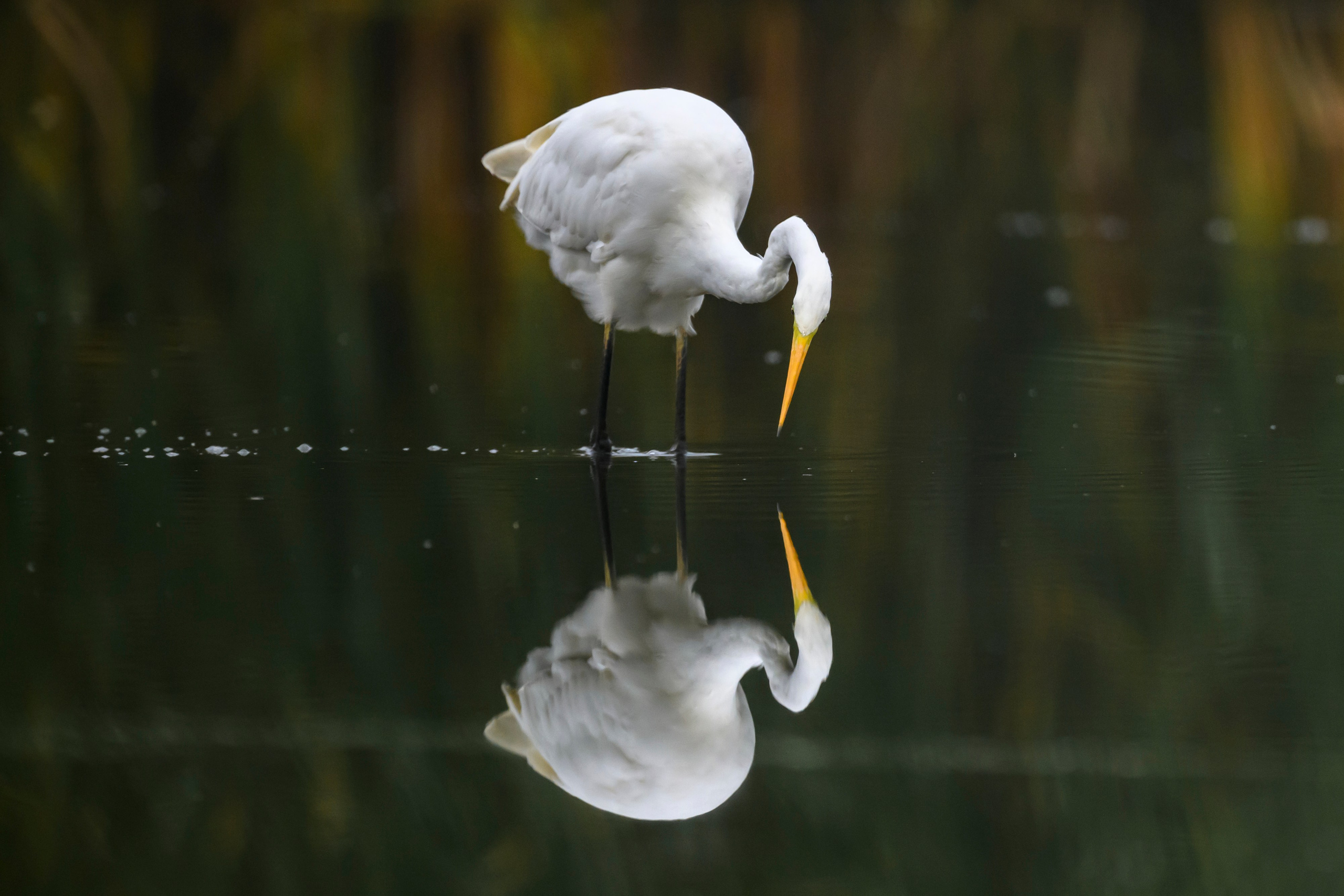 Цапли VIII. Фотограф Сергей Пупонин
