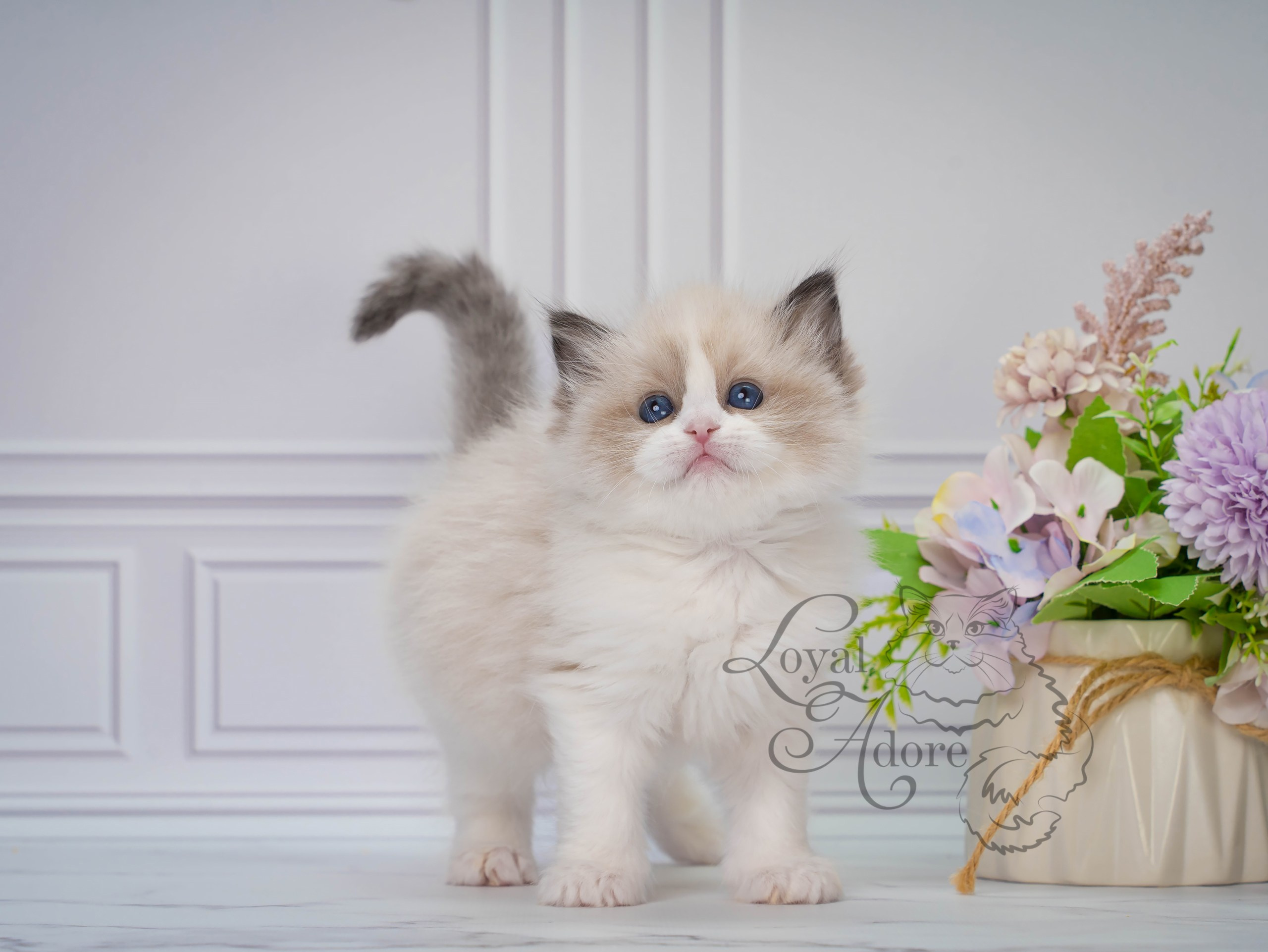 Котята рэгдолл от Loyal Adore. Питомник рэгдолл Loyal Adore