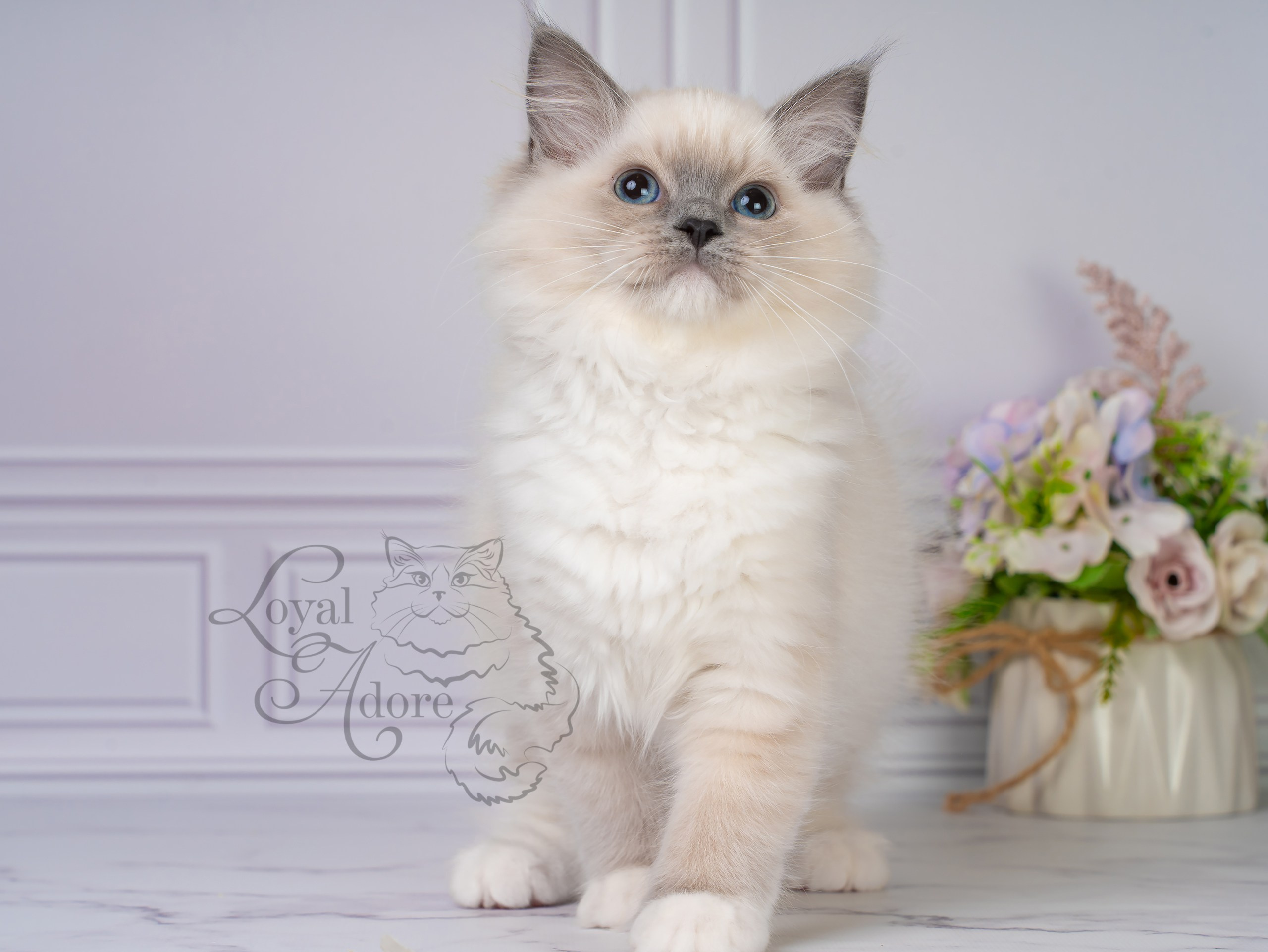 Все свободные котята. Питомник рэгдолл Loyal Adore