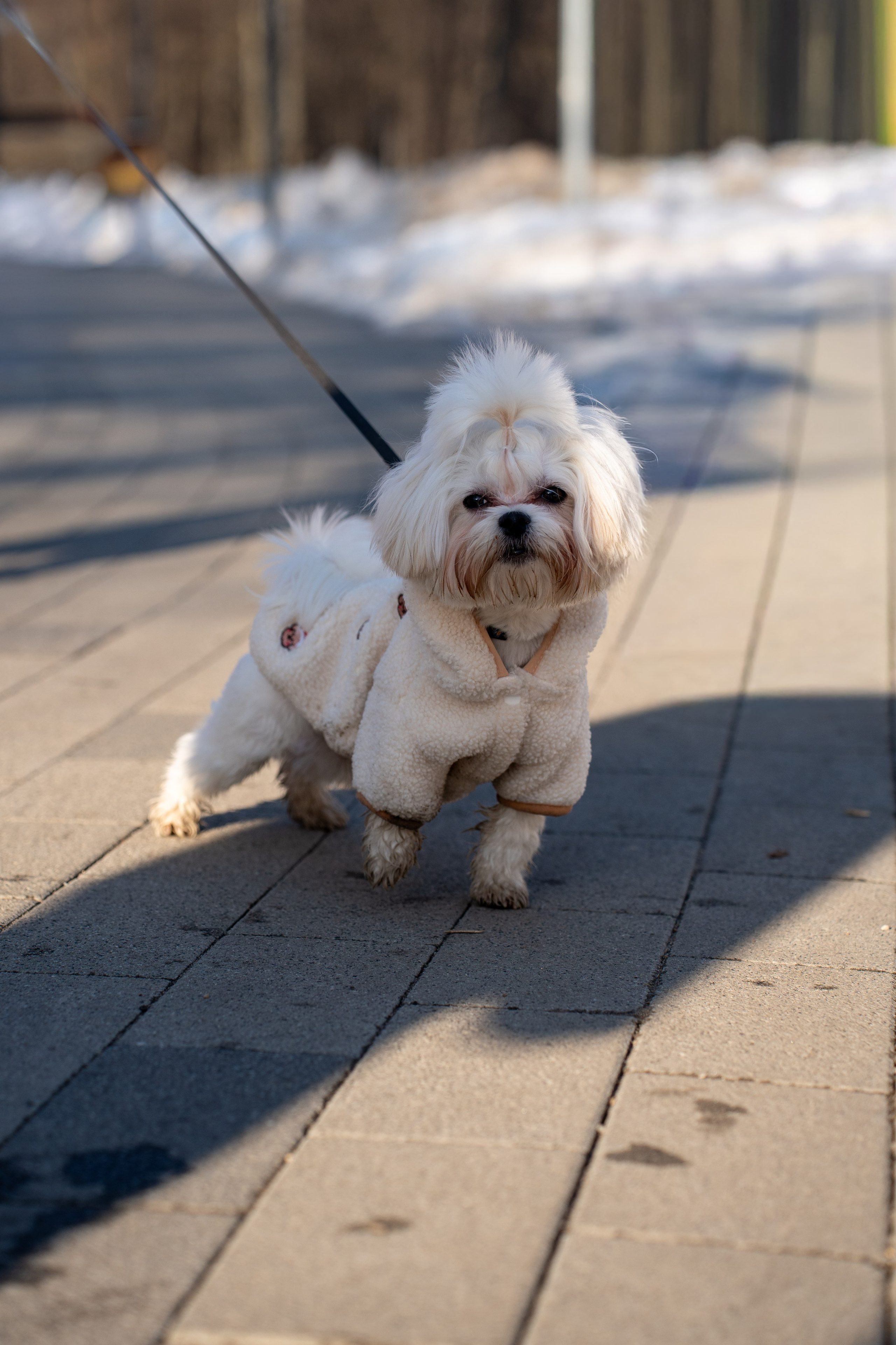 Фотограф Алиса Счастливая | Свадьбы, дети, спорт | Москва