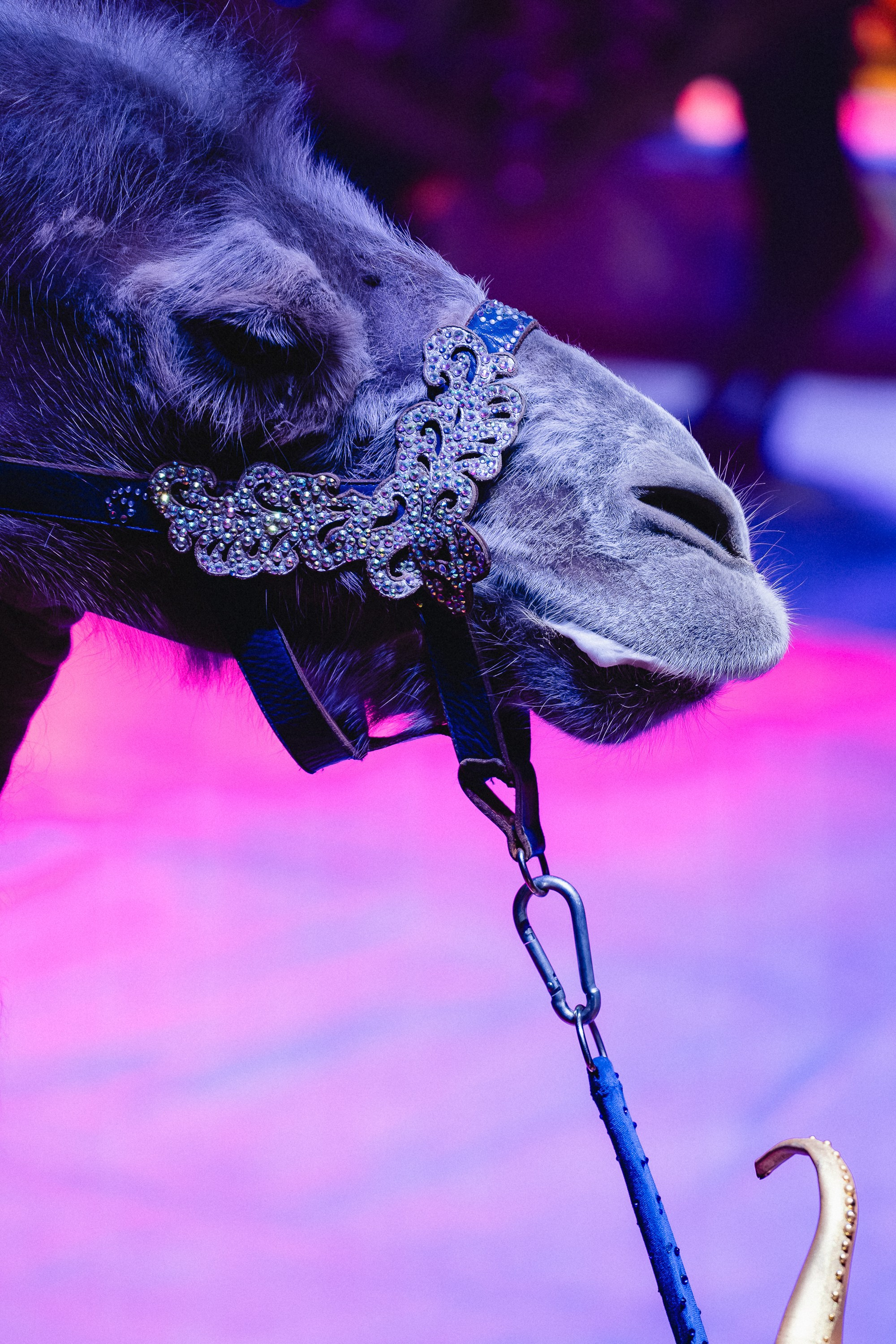 Пресс-показ шоу «Песчаная Сказка». Воробьева Ксения — Спортивный и танцевальный фотограф Новосибирск