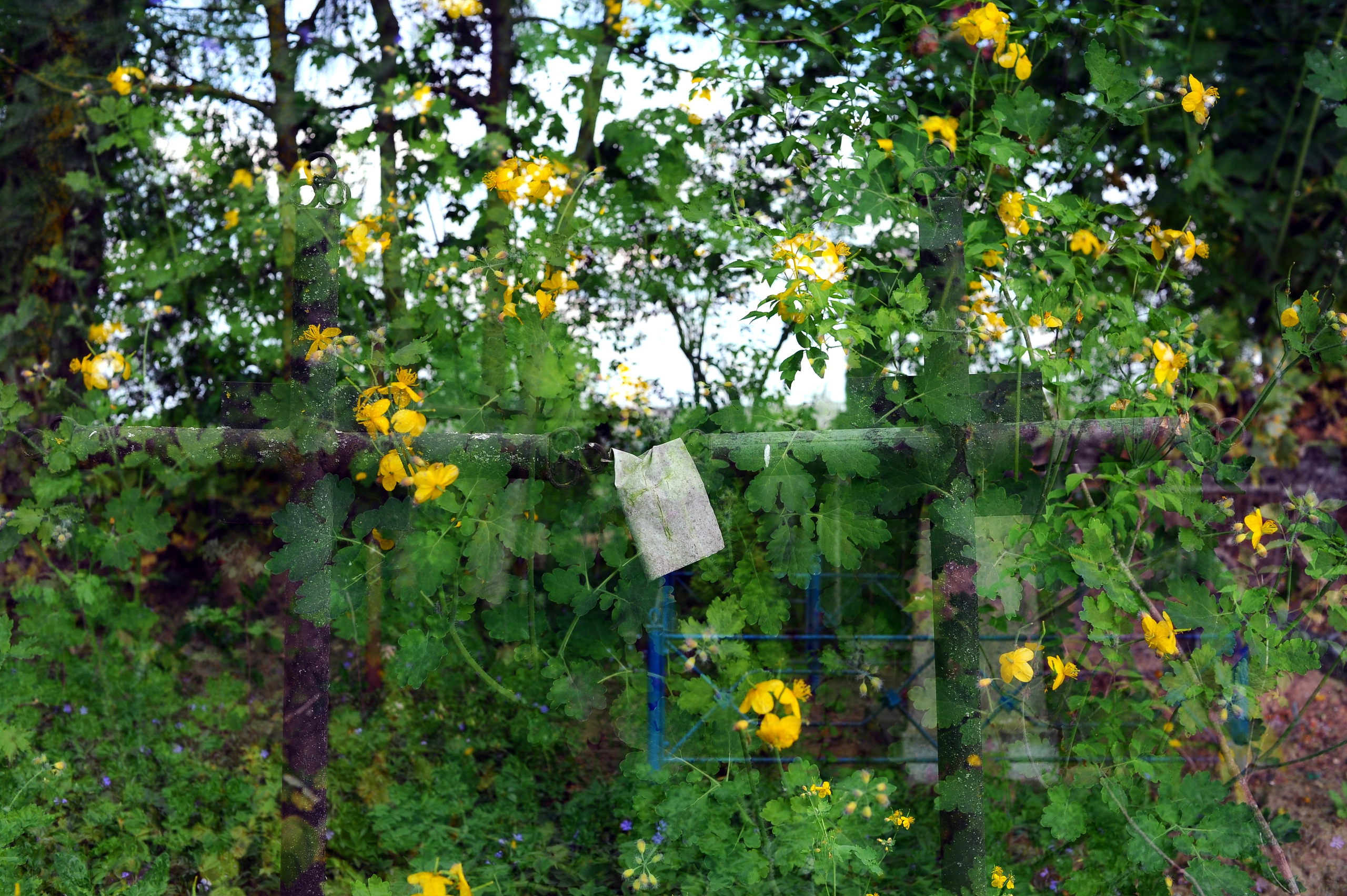 MEMENTO VITAE. Anastasia Segrenyova photography