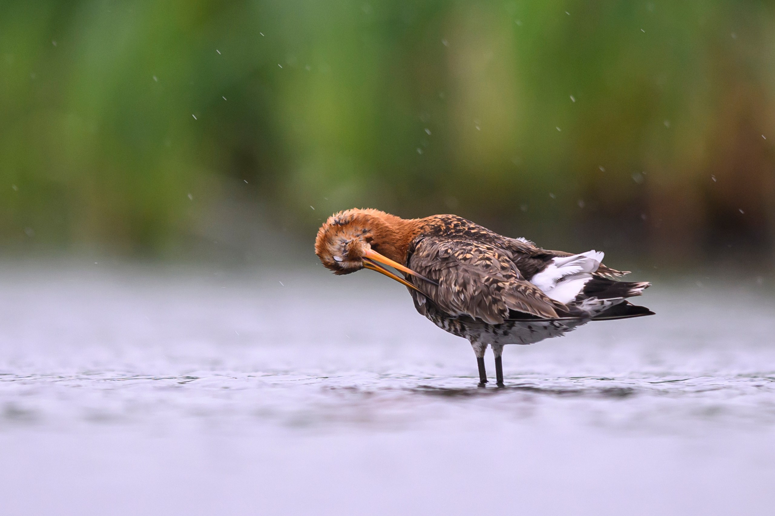 Поручейники и большой веретенник. Wildlife photography by Sergey Puponin