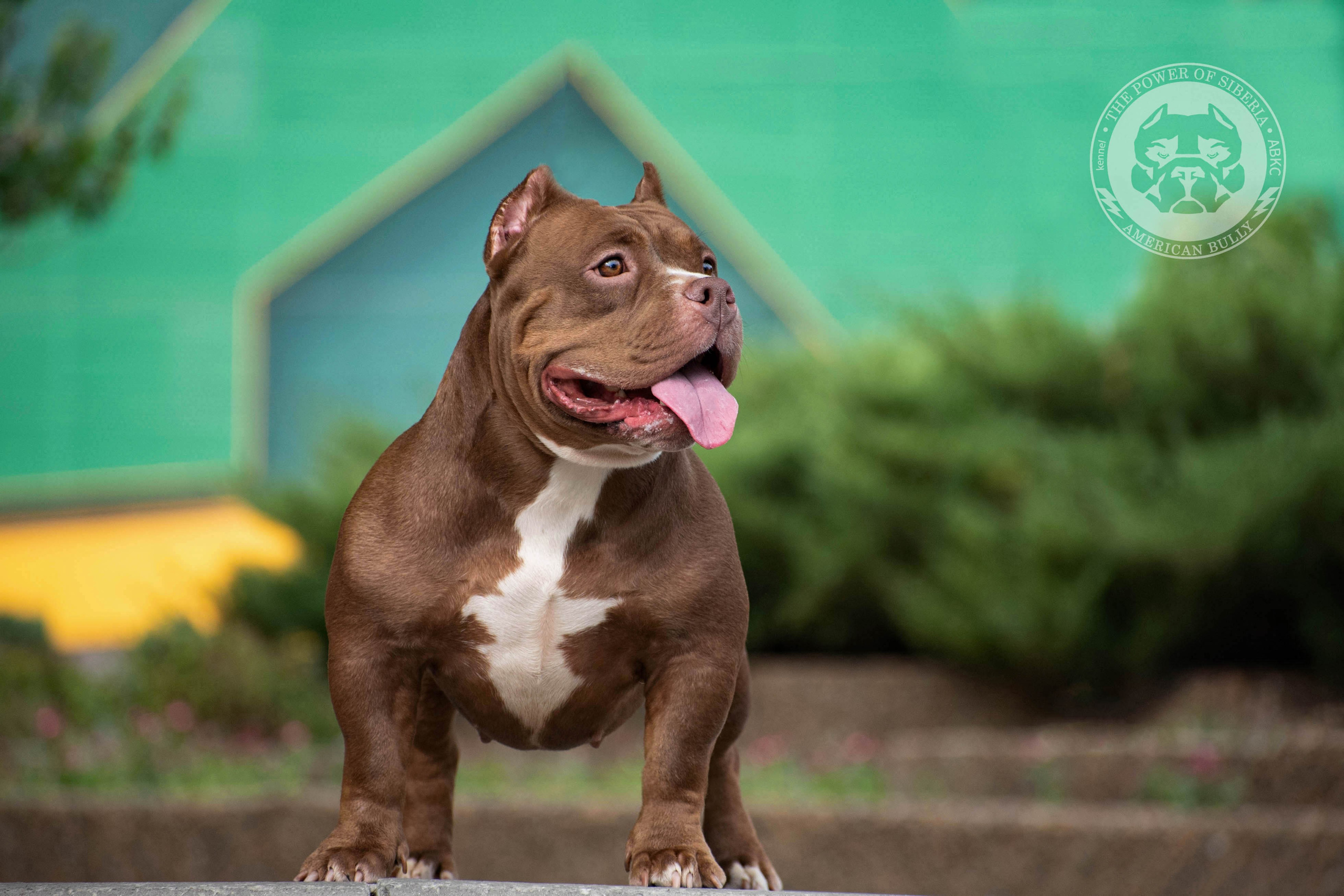 американский булли Луганск, американский булли Донецк, американский булли покет, американский булли классик.