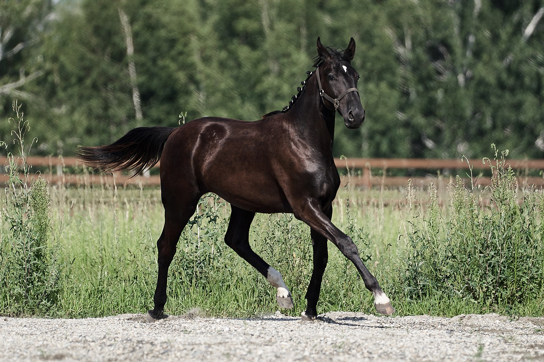 Деспина Хит С (Дарлинг Хит WD — Паллада Данс С). Главная