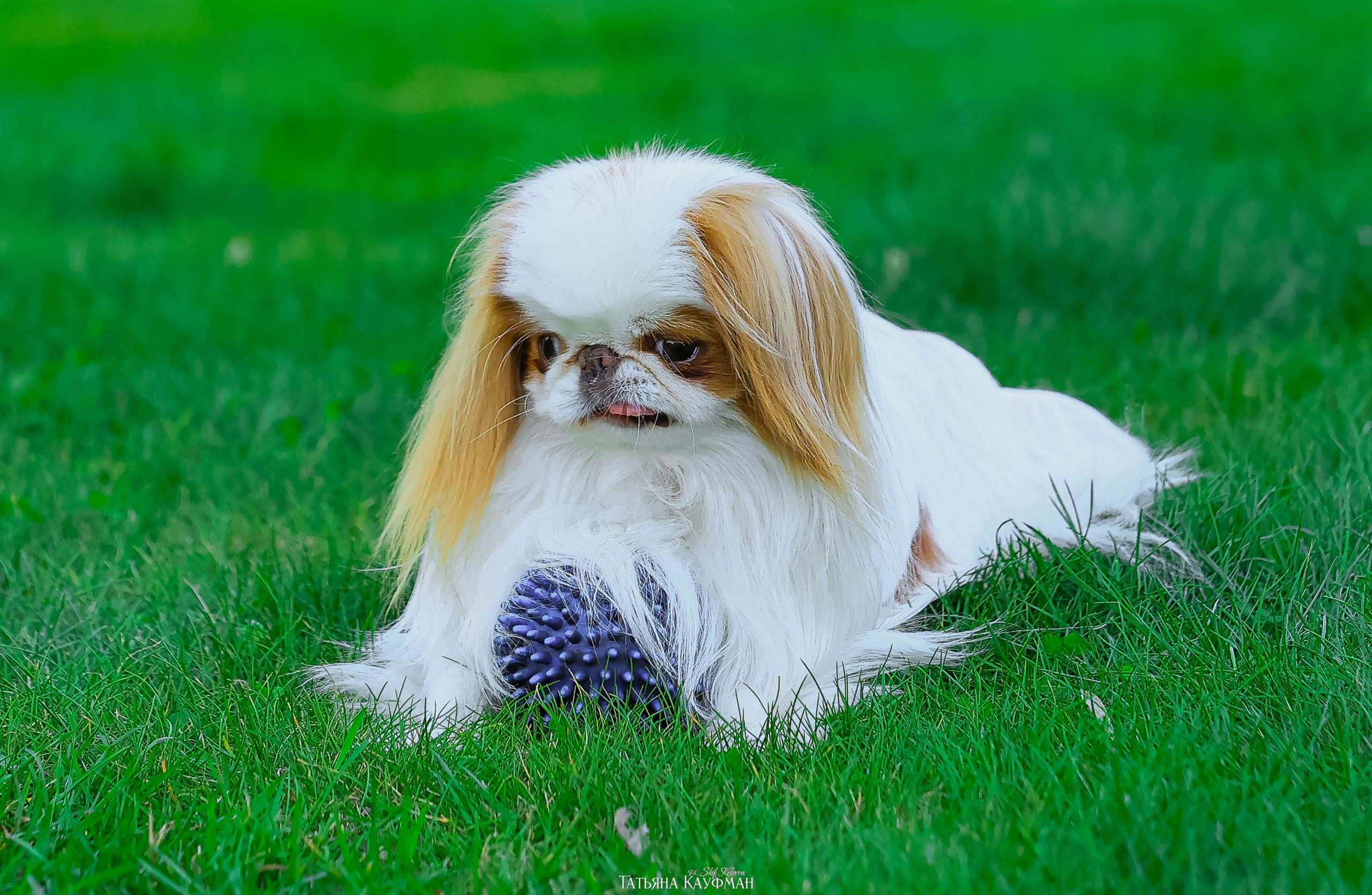 Японский хин, фотография японский хин, собака в цветах, красивая собака, фотограф анималист, фотокурс Анималистика, научиться фотографировать собак, фотограф Новосибирск