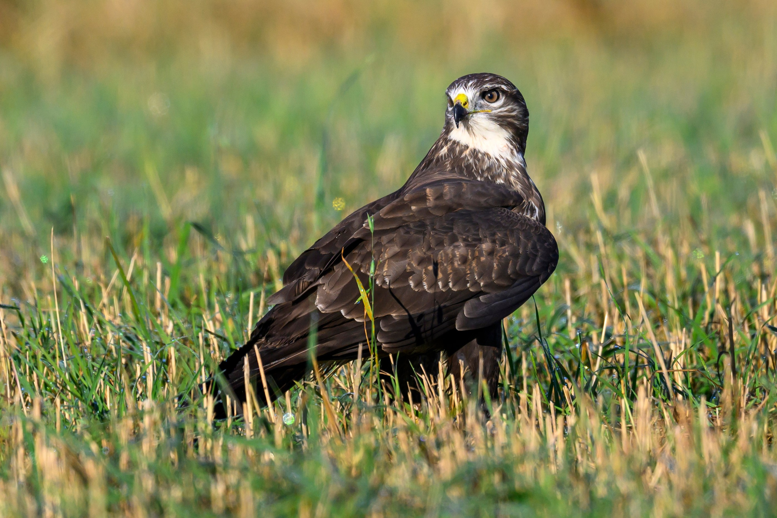 Канюк. Common Buzzard. Wildlife photography by Sergey Puponin