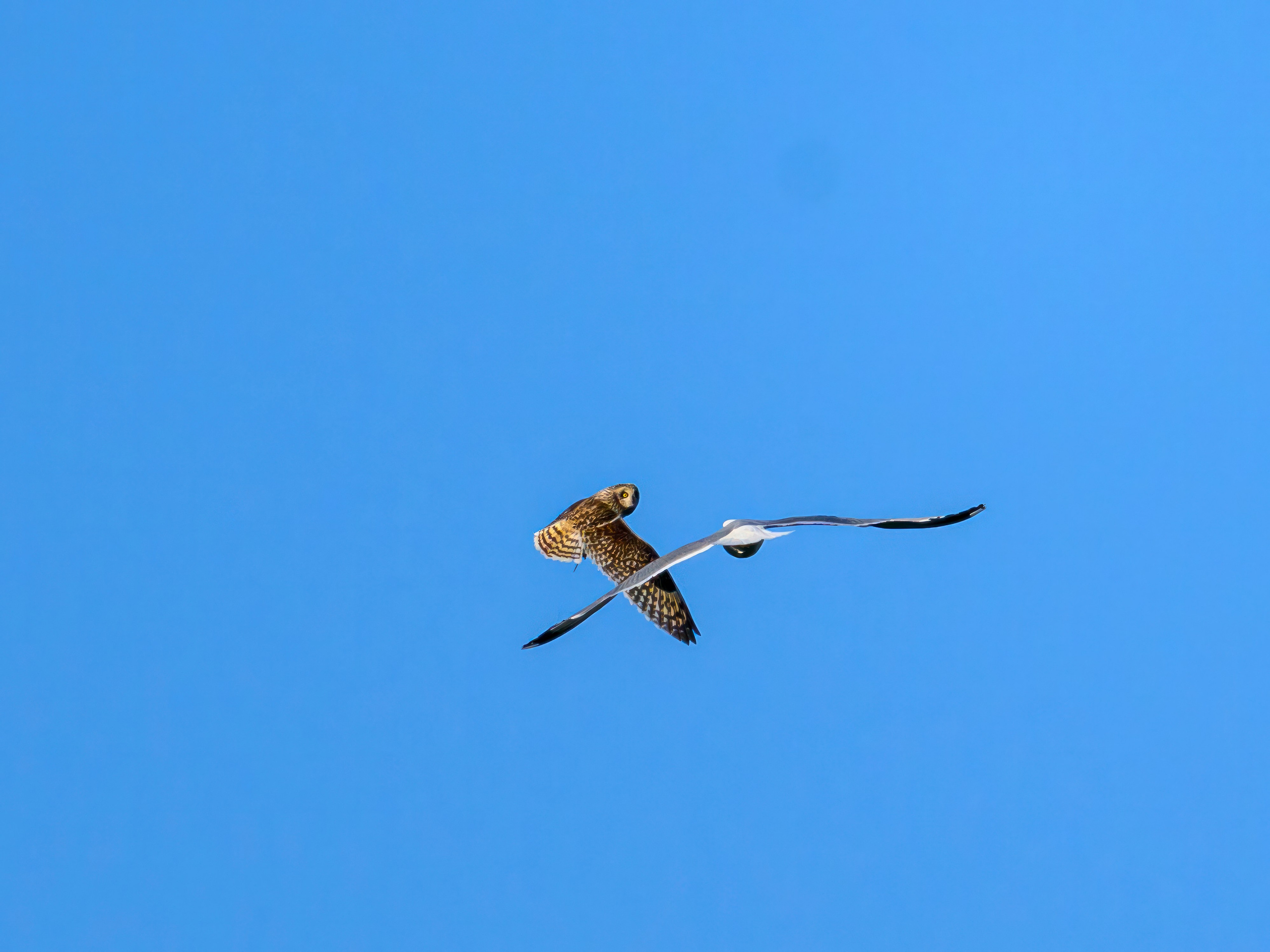 Охота сов и разбой средь бела дня!. Wildlife photography by Sergey Puponin