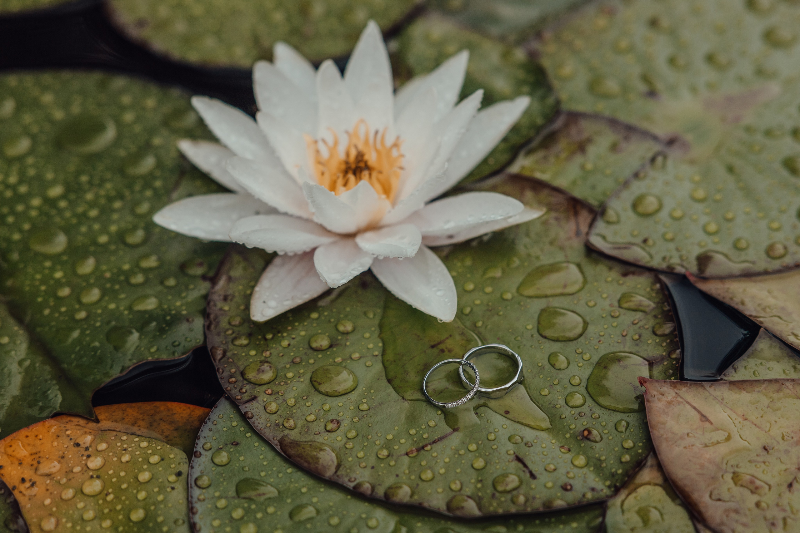 Свадебная фотосессия в Аптекарском огороде