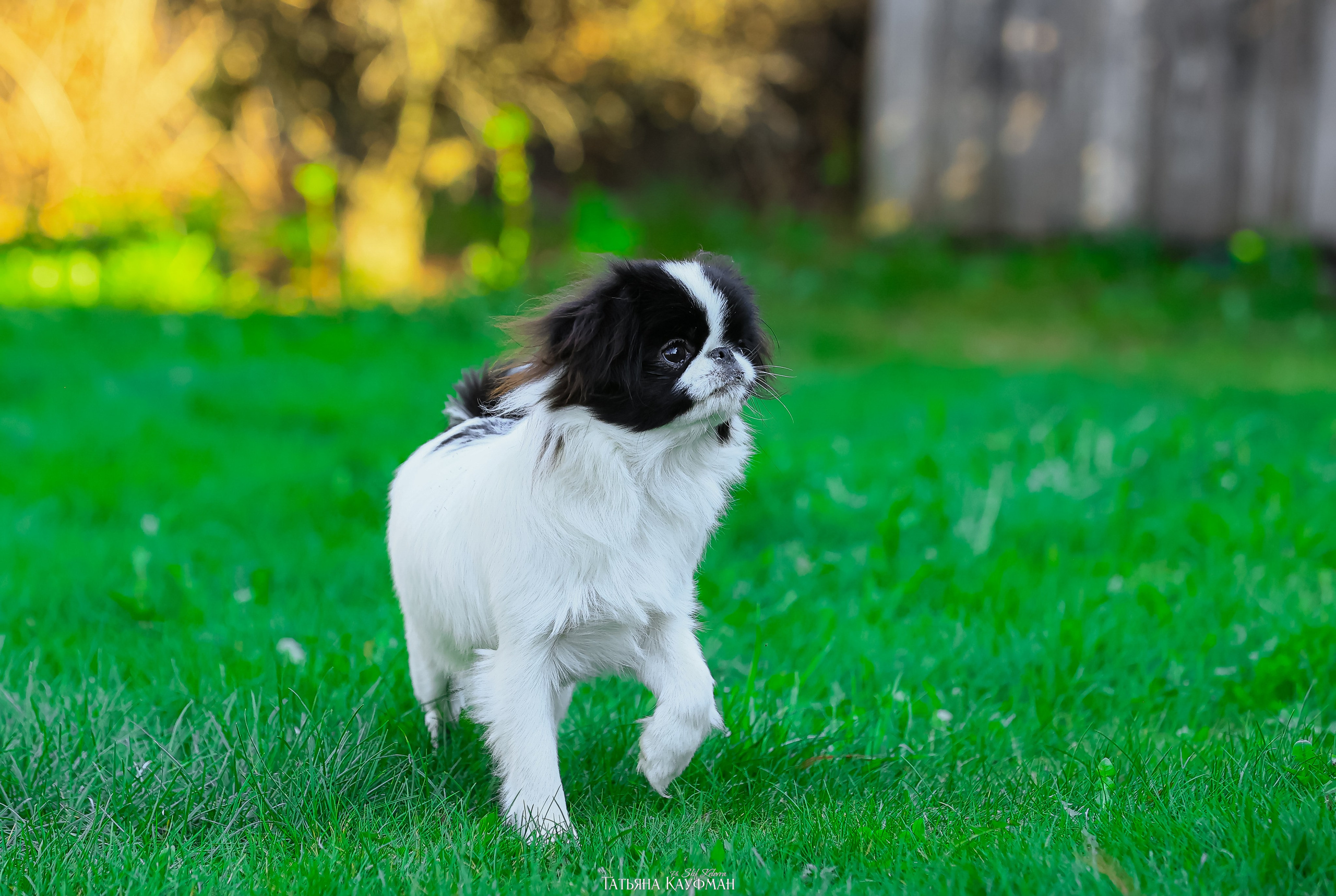 Японский хин, фотография японский хин, собака в цветах, красивая собака, фотограф анималист, фотокурс Анималистика, научиться фотографировать собак, фотограф Новосибирск