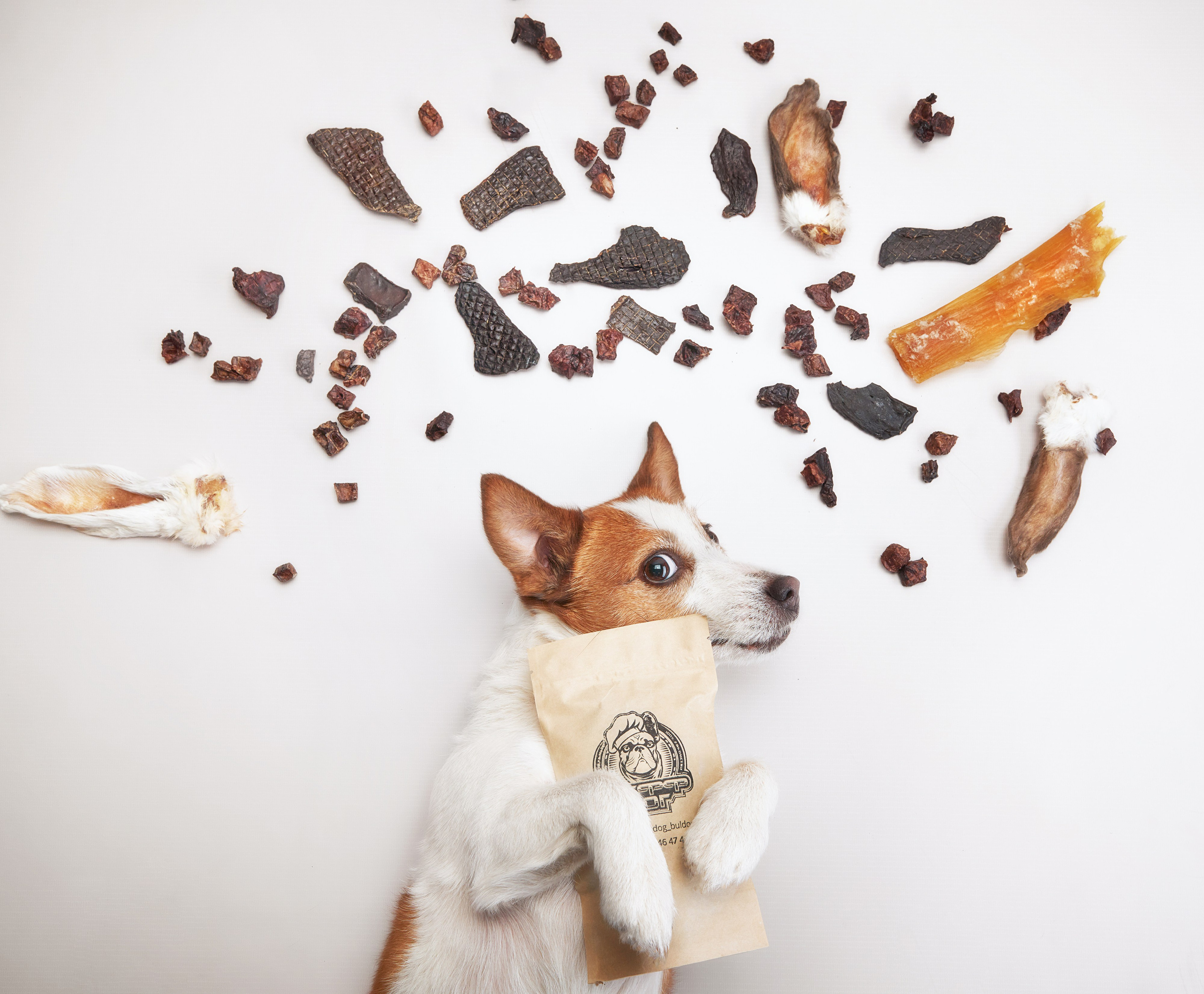Pet Advertising Photography | Commercial Shoots with Dogs & Cats. Dog photographer Averianova Anna — Art photography of dogs