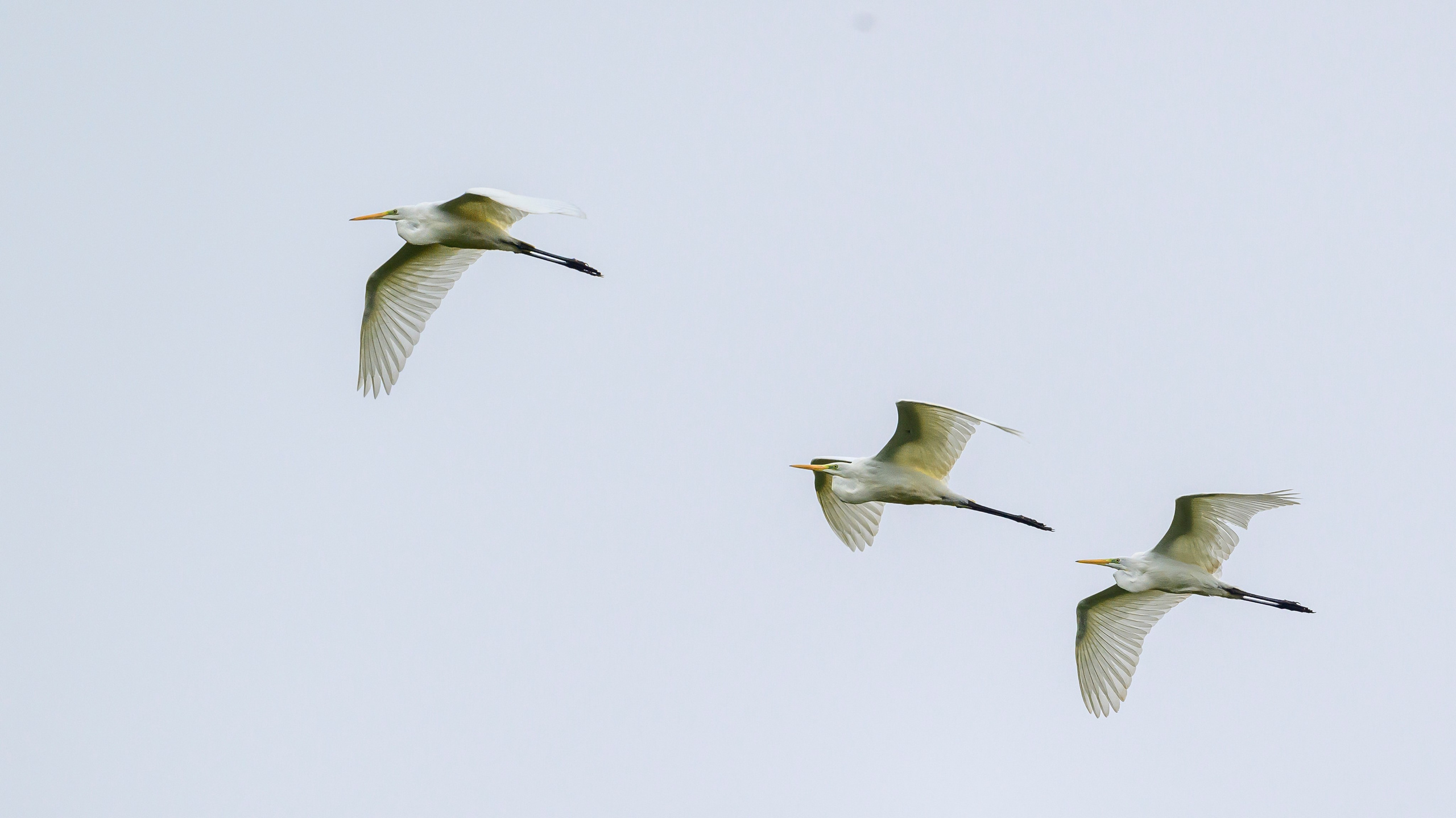Журавли опять мимо. The cranes are passing by again. Фотограф Сергей Пупонин