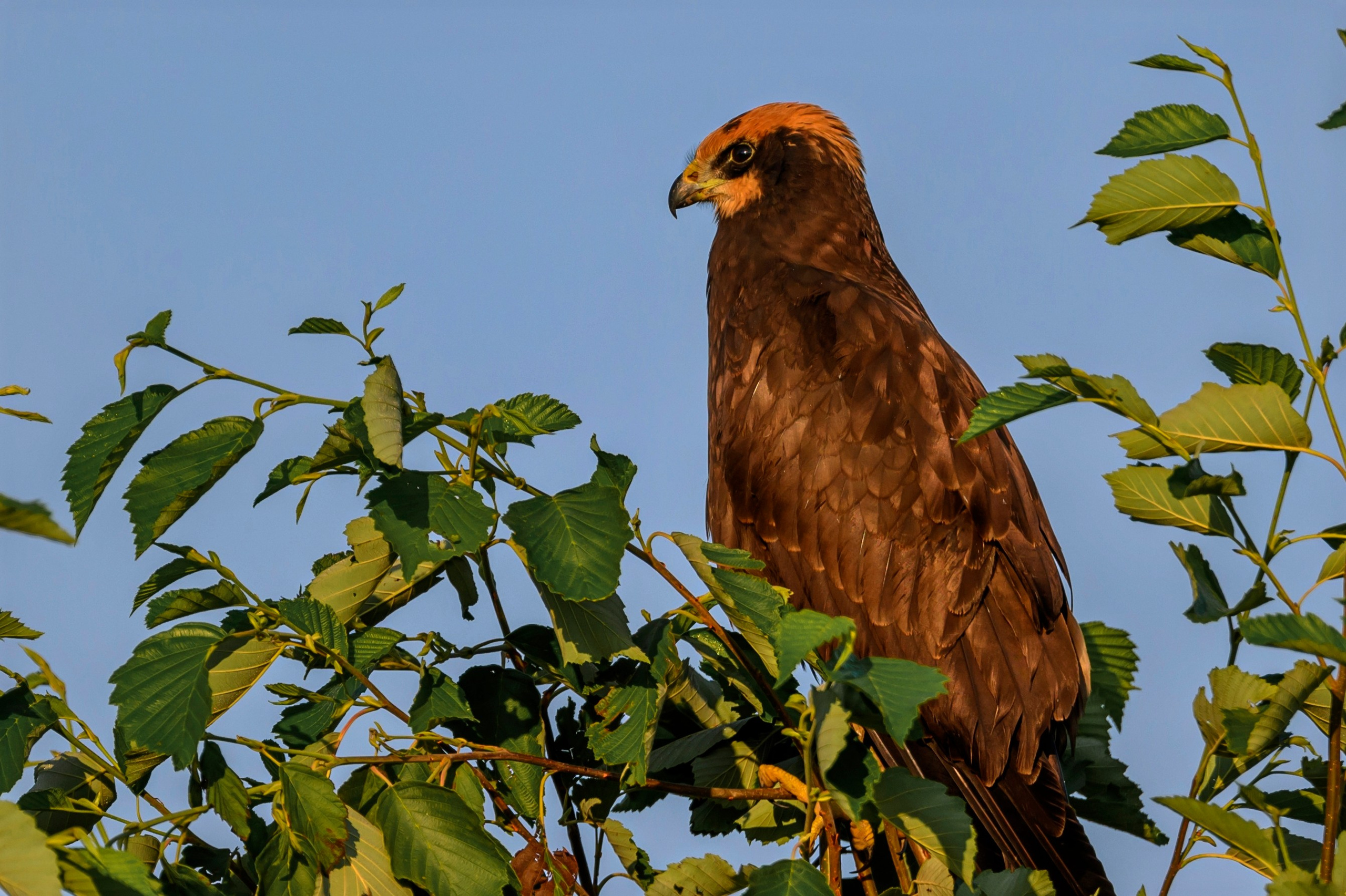 Болотный лунь. Wildlife photography by Sergey Puponin