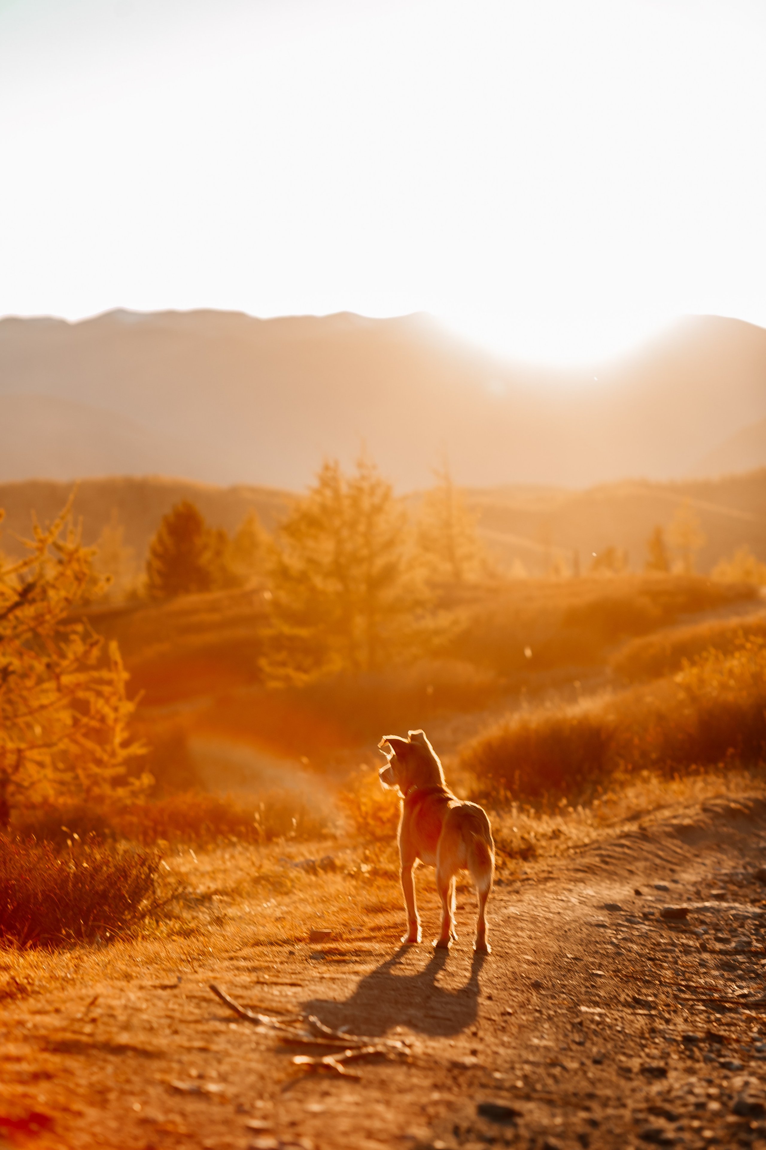 Портфолио animal. Фотограф — анималист Маргарита Хелбен Краснодар