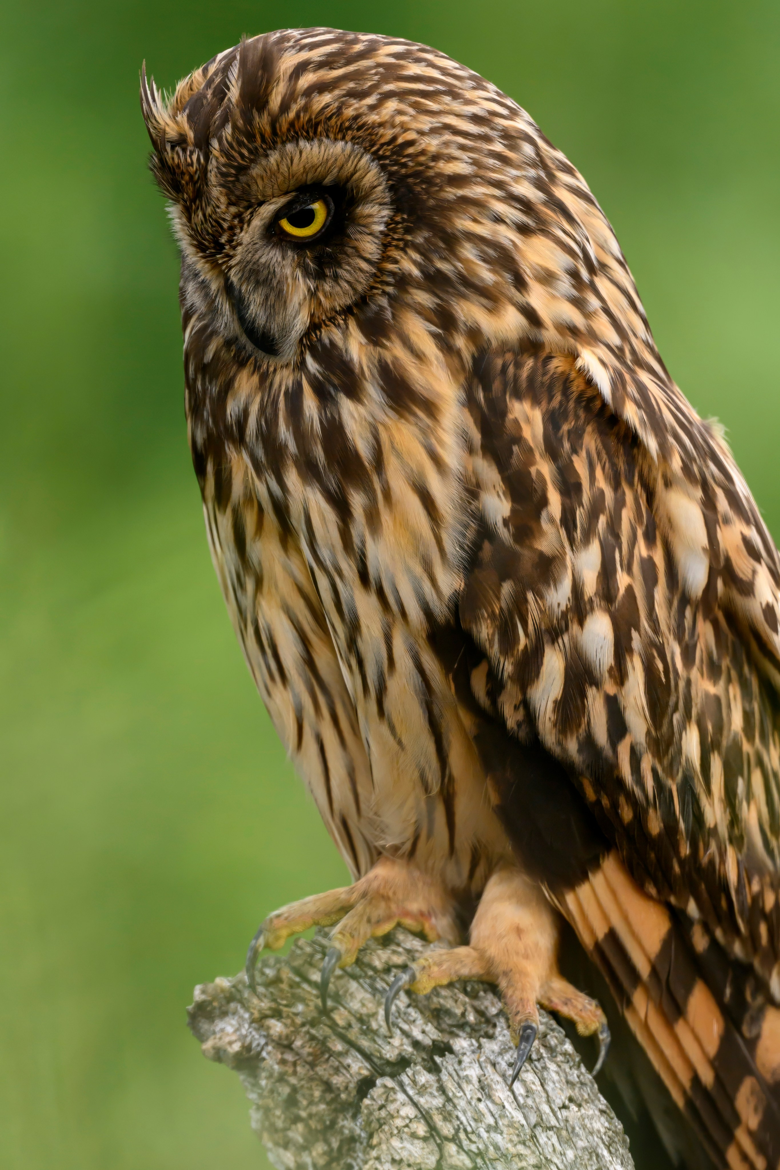 Цапли и совы. Herons and Owls. Wildlife photography by Sergey Puponin