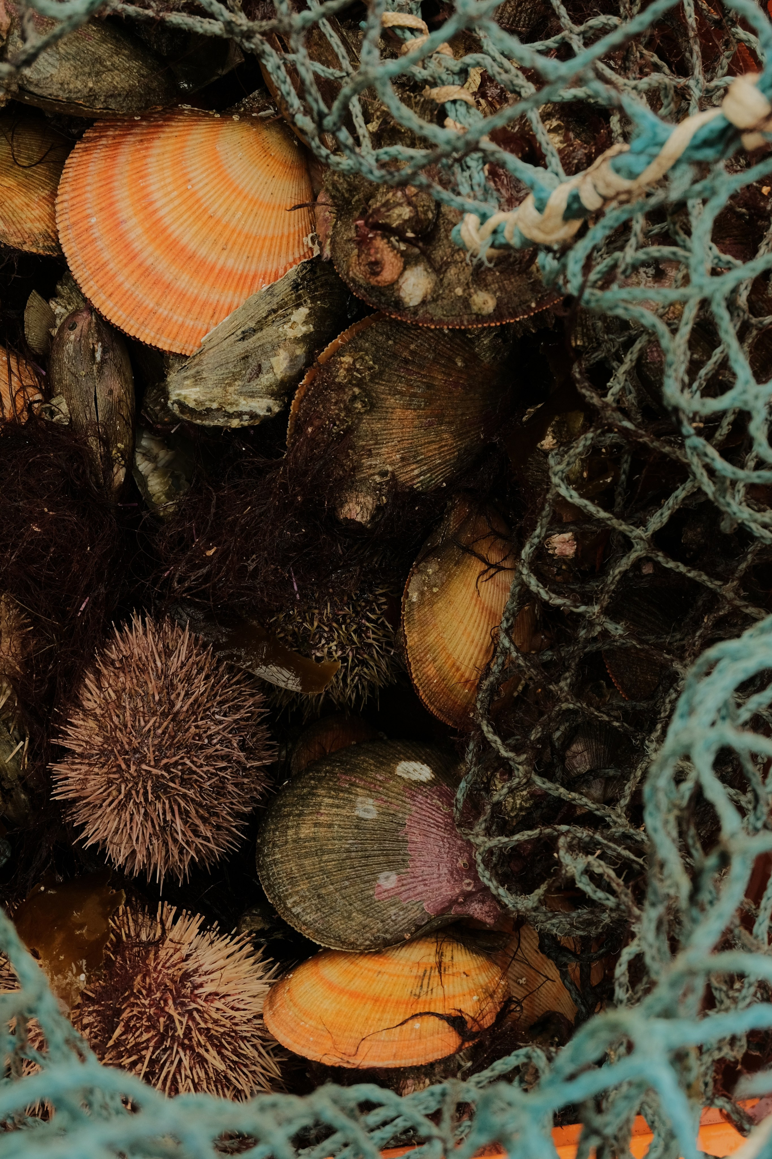 A close-up of various seashells, sea urchins, and marine debris tangled in a blue fishing net. The shells are assorted colors and patterns, with some spiky sea urchins visible among them.
