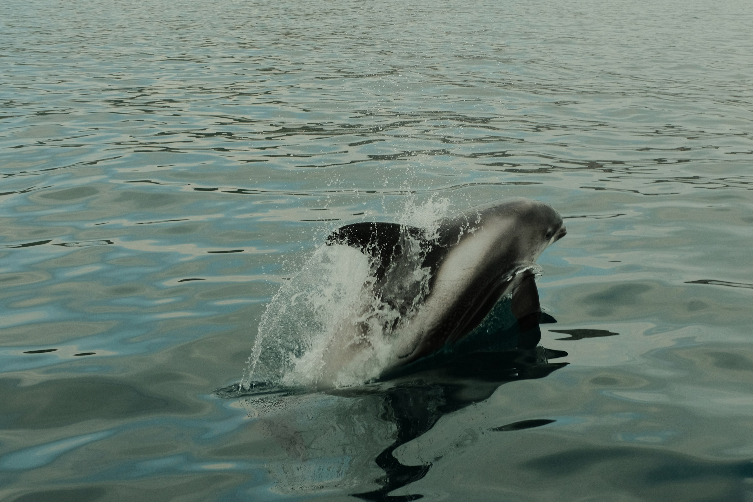 A dolphin leaps out of calm, rippling water, creating a splash as it moves forward, with its back and dorsal fin clearly visible.