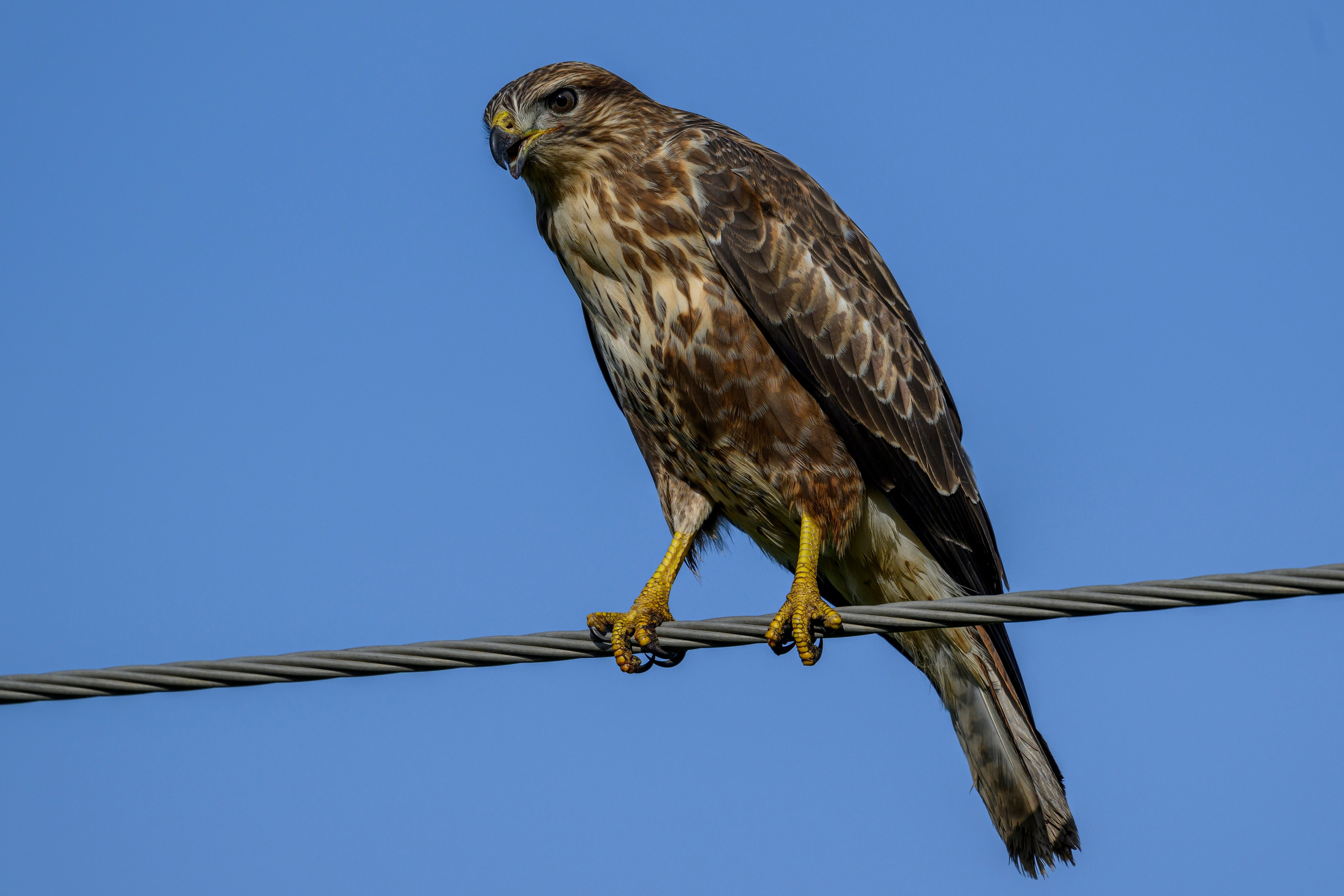 Скопа и канюк. The Osprey and the Buzzard. Фотограф Сергей Пупонин