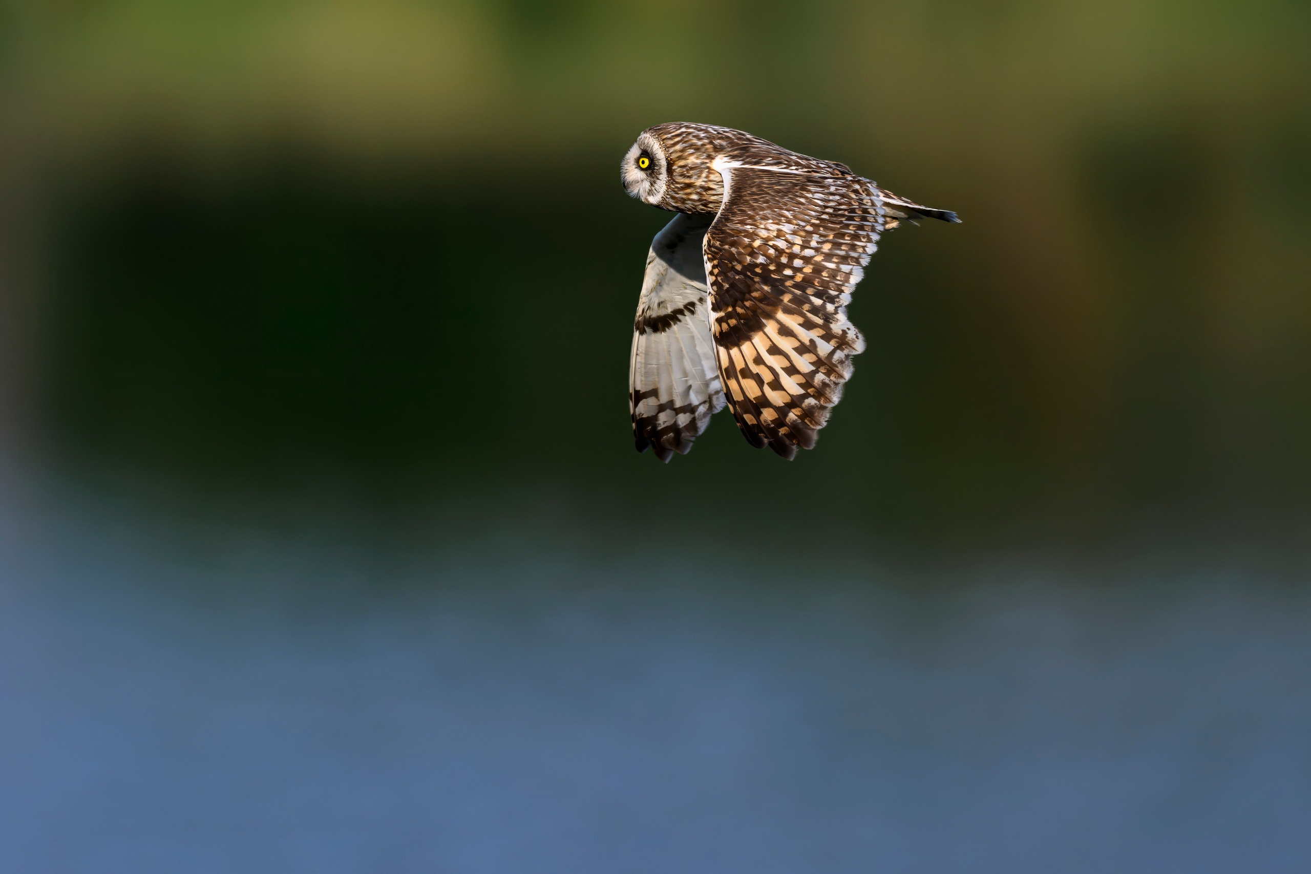 Слеток болотной совы. Wildlife photography by Sergey Puponin