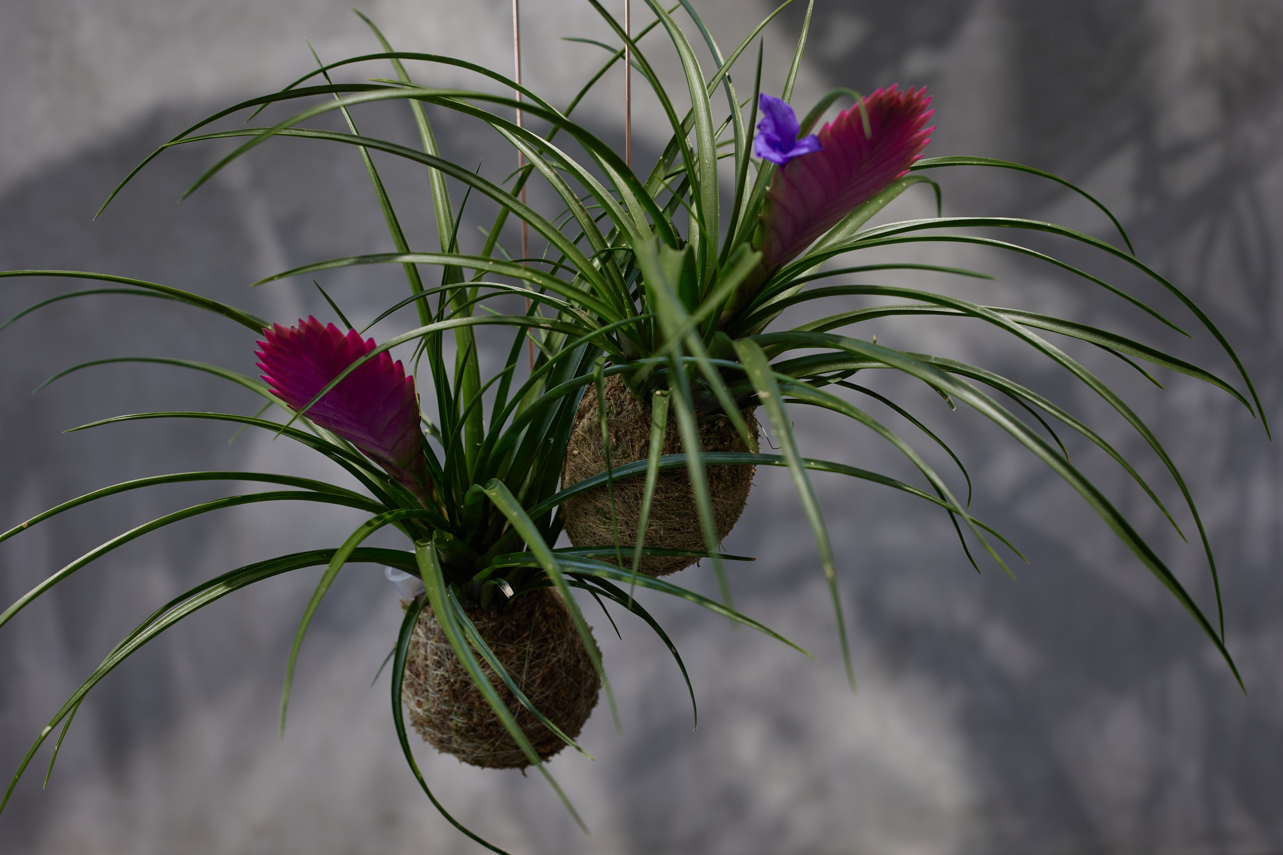 Андрей Филоненко и курс по фитодизайну в Николь. Maria Poleshchuk, commercial photographer in Sydney