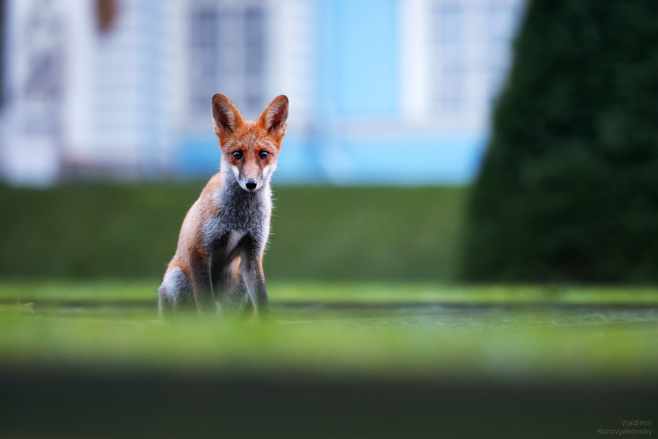 Животные. Фотограф Владимир Коровяковский