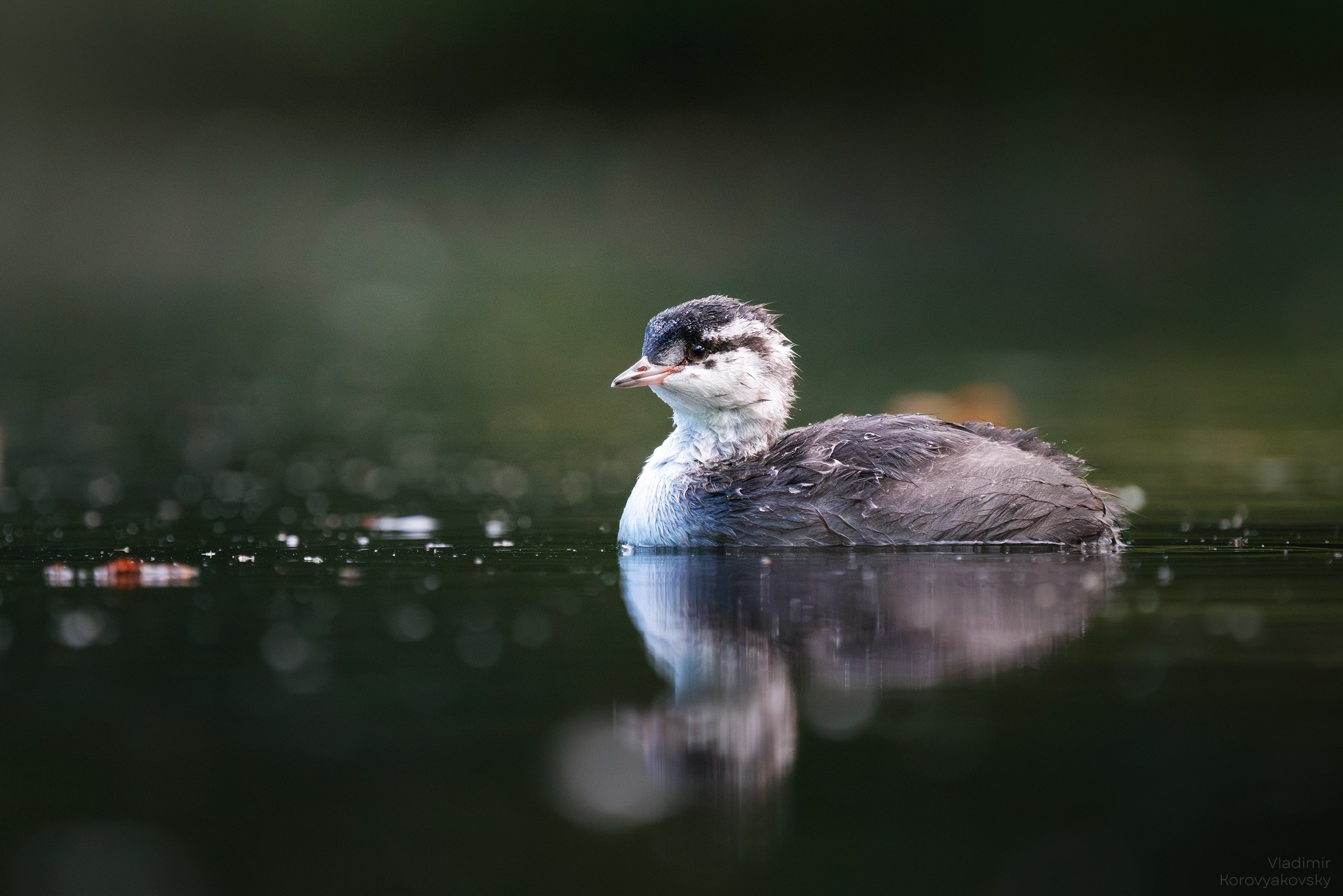 Животные. Фотограф Владимир Коровяковский
