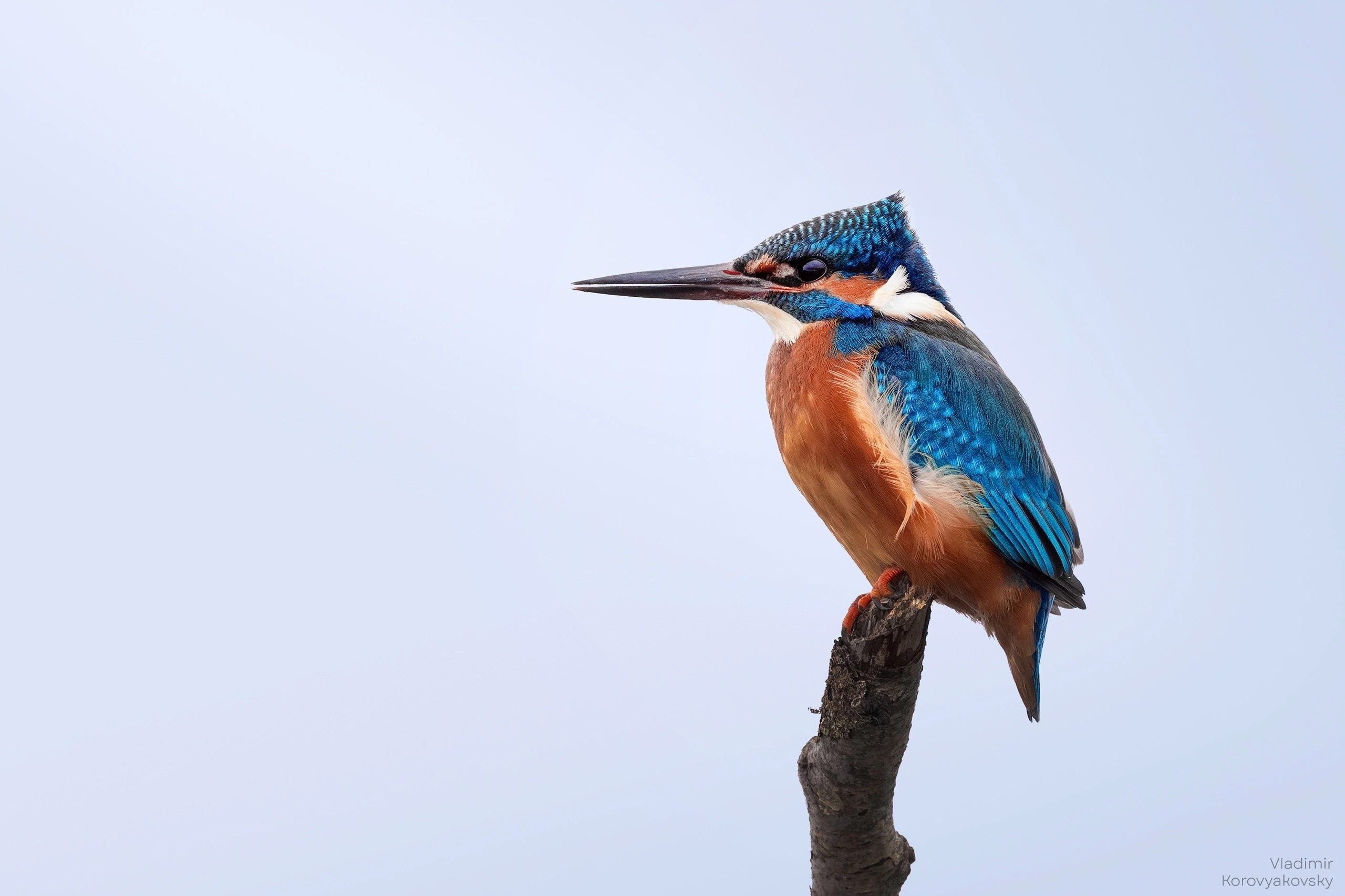 Животные. Фотограф Владимир Коровяковский