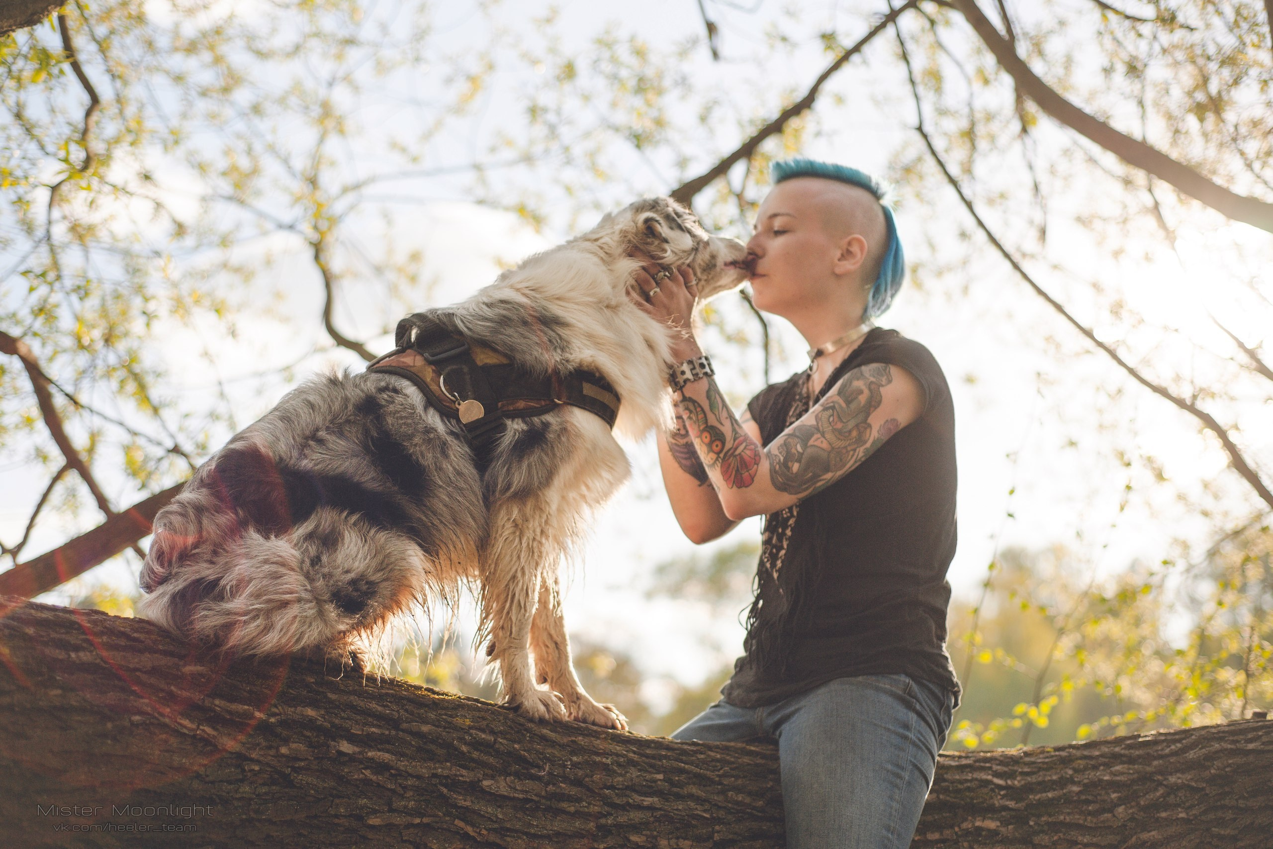 О нас. BLGKV питомник собак