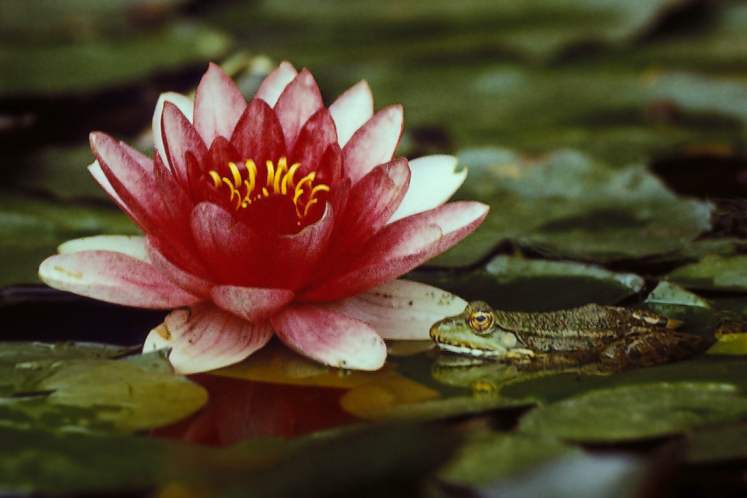 Фотограф Владимир Кузнецов, Москва, информация