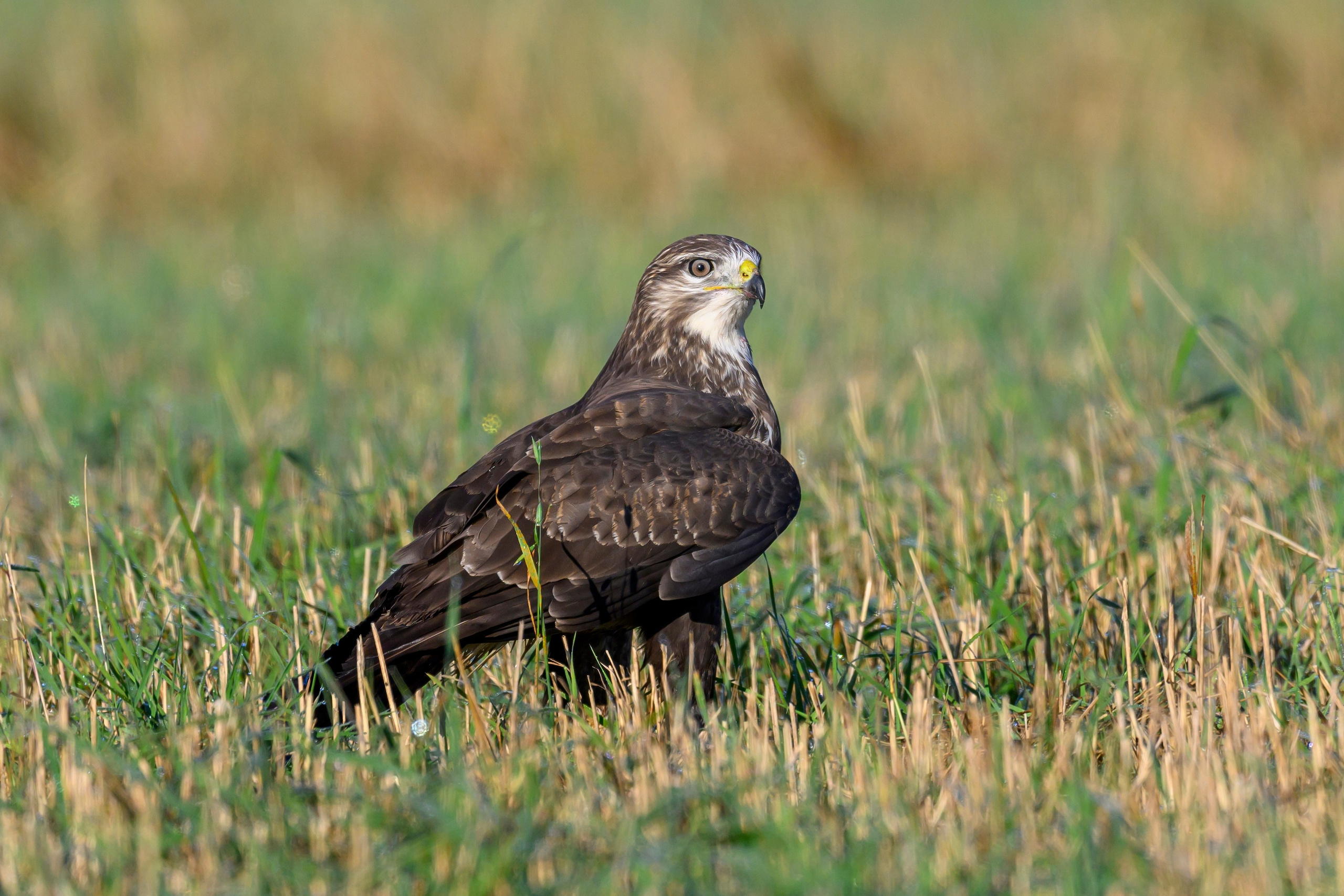Канюк. Common Buzzard. Wildlife photography by Sergey Puponin