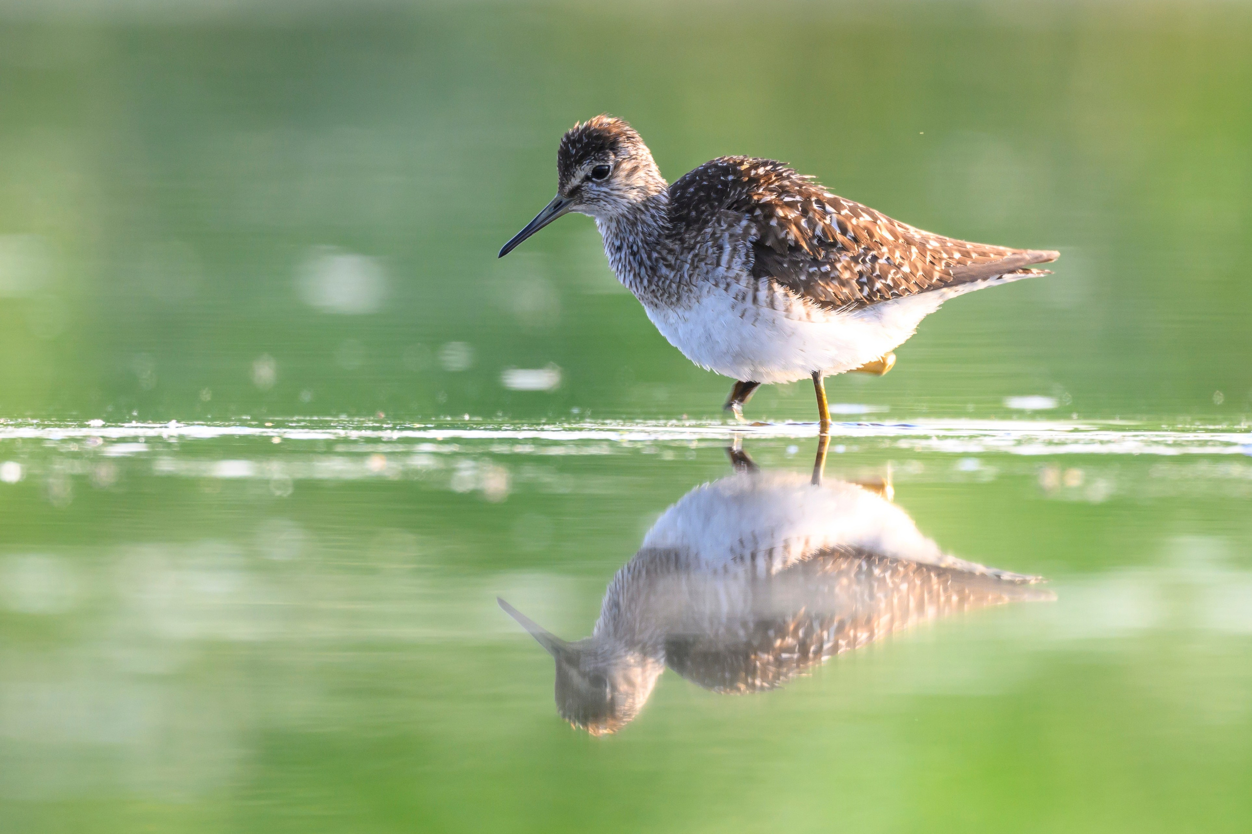 Поручейники и щеголь. Wildlife photography by Sergey Puponin