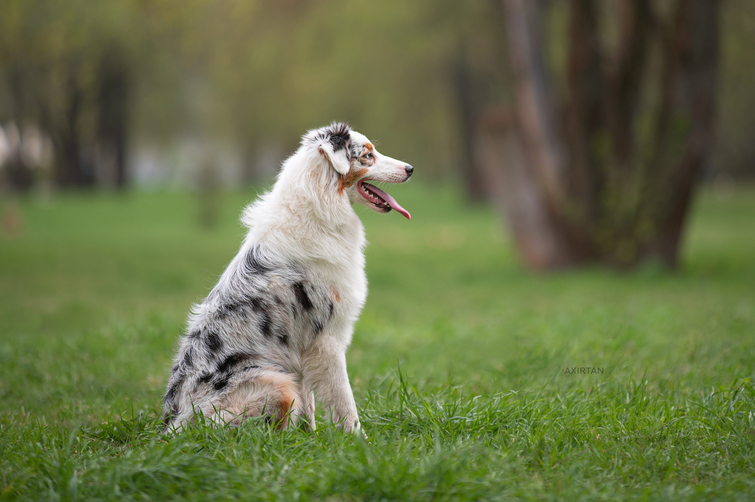 Кайса. BLGKV питомник собак