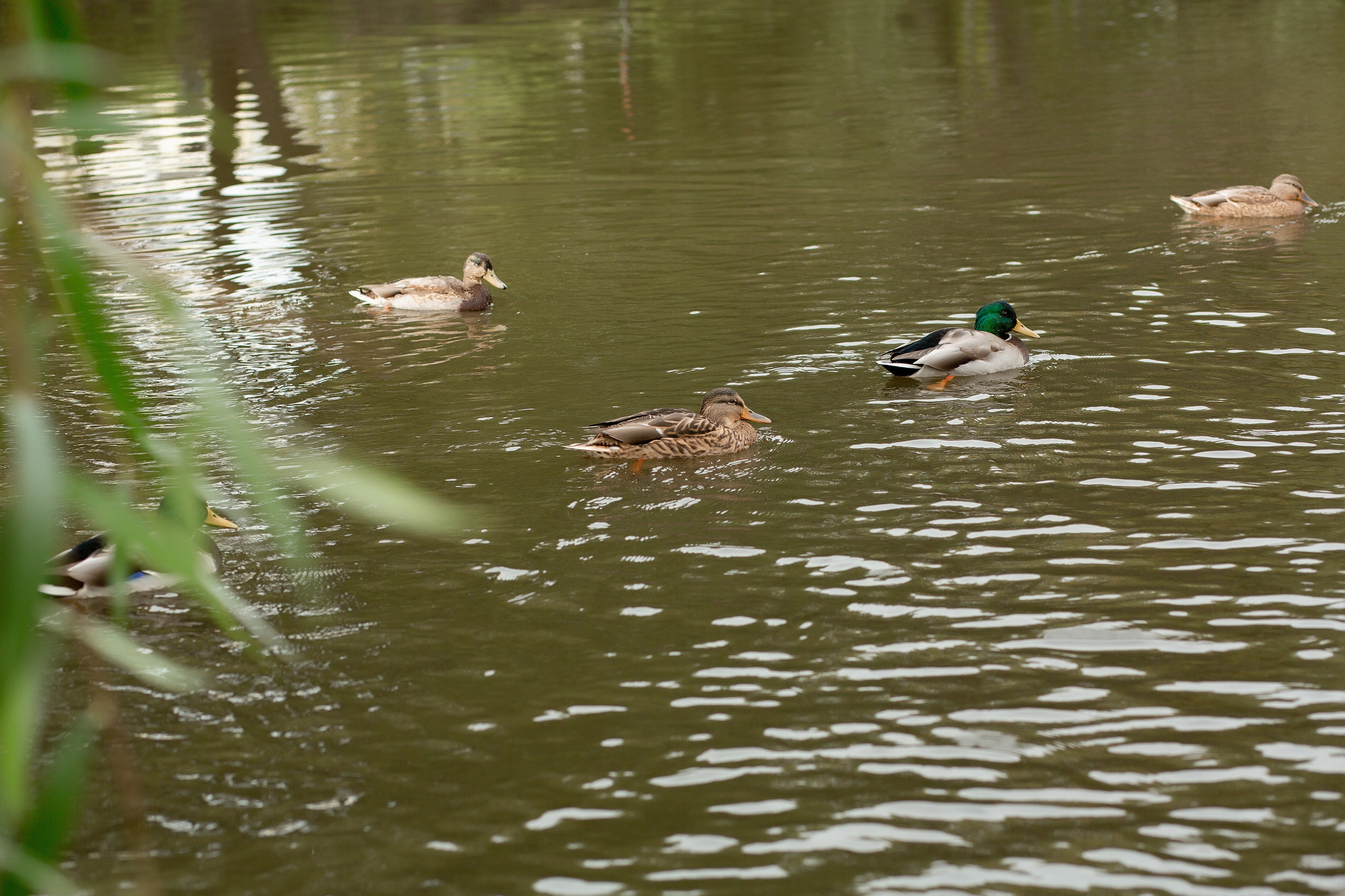 Алексей и Ирина. Свадебный портретный фотограф в Екатеринбурге Наталья Суркова