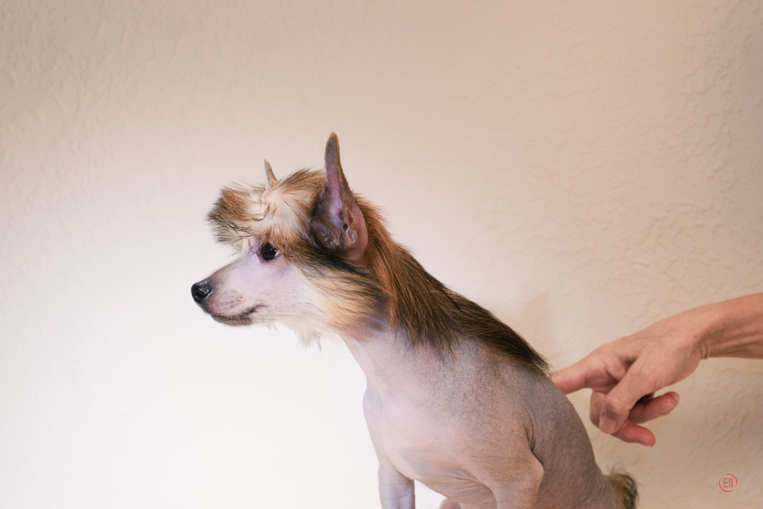 First photo session of the litter “F” of the Laisan Island kennel. Chinese Crested Dog Kennel Poale Ell