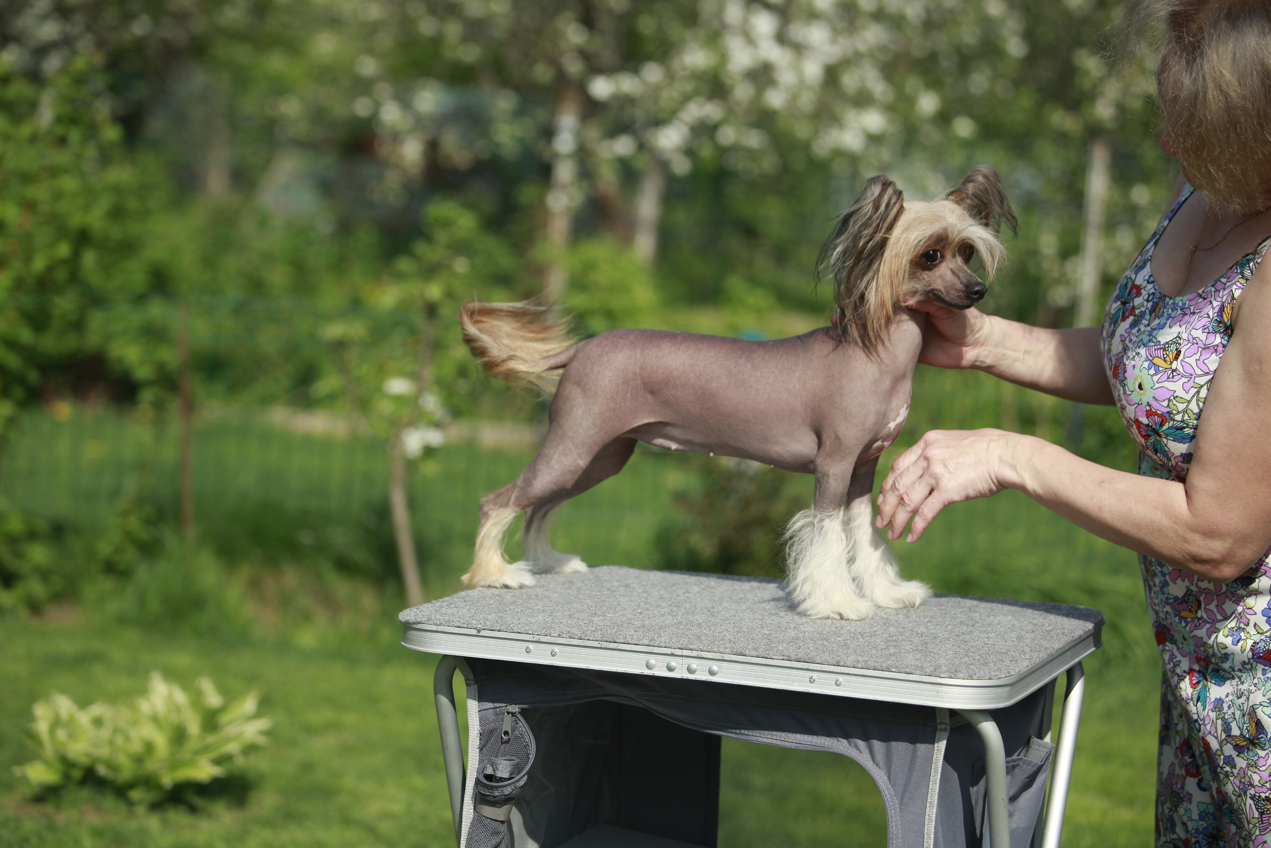 Poale Ell Clare. Chinese Crested Dog Kennel Poale Ell