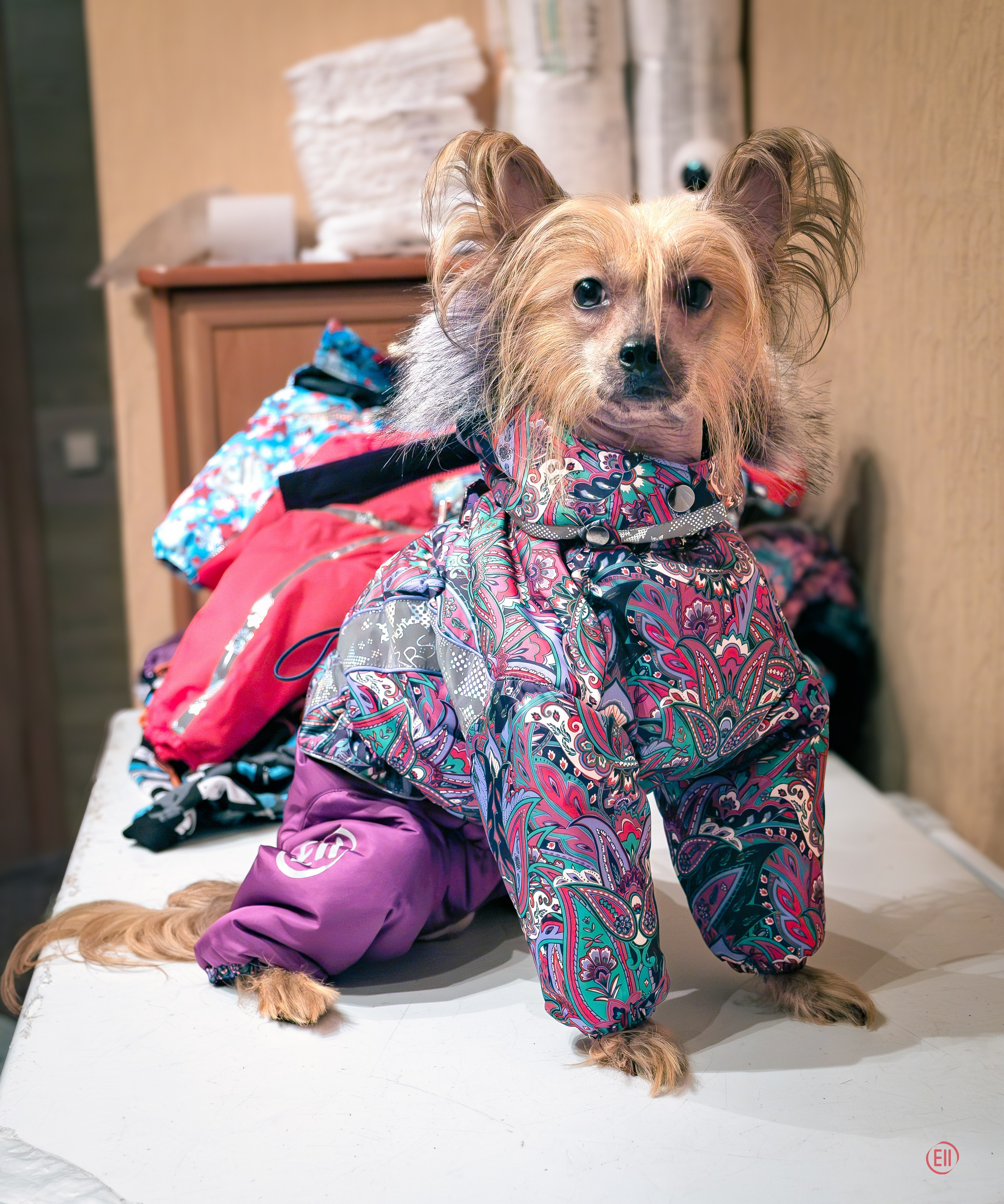 Grace goes shopping for clothes. Chinese Crested Dog Kennel Poale Ell