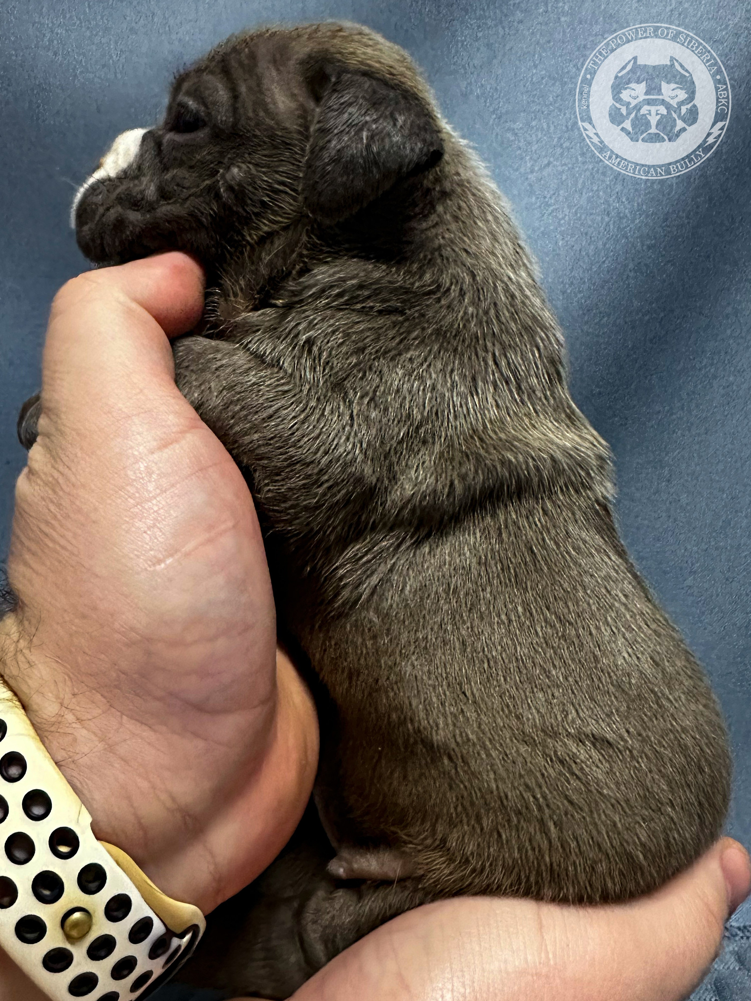 Все свободные щенки. Американский Булли в г. Ростов-на-Дону. Питомник THE POWER OF SIBERIA