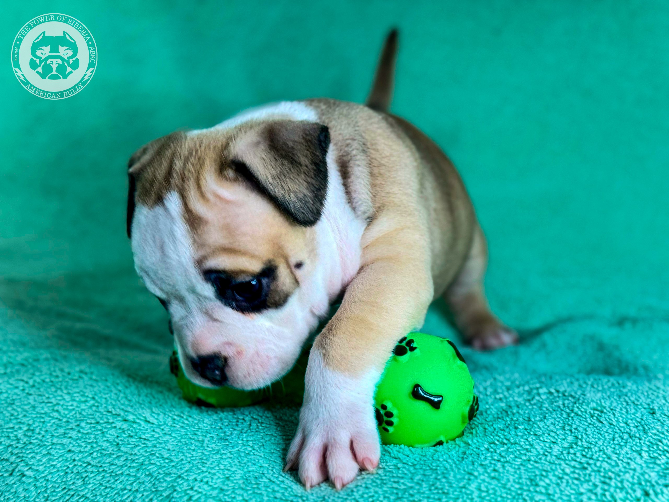 Все свободные щенки. Американский Булли в г. Ростов-на-Дону. Питомник THE POWER OF SIBERIA