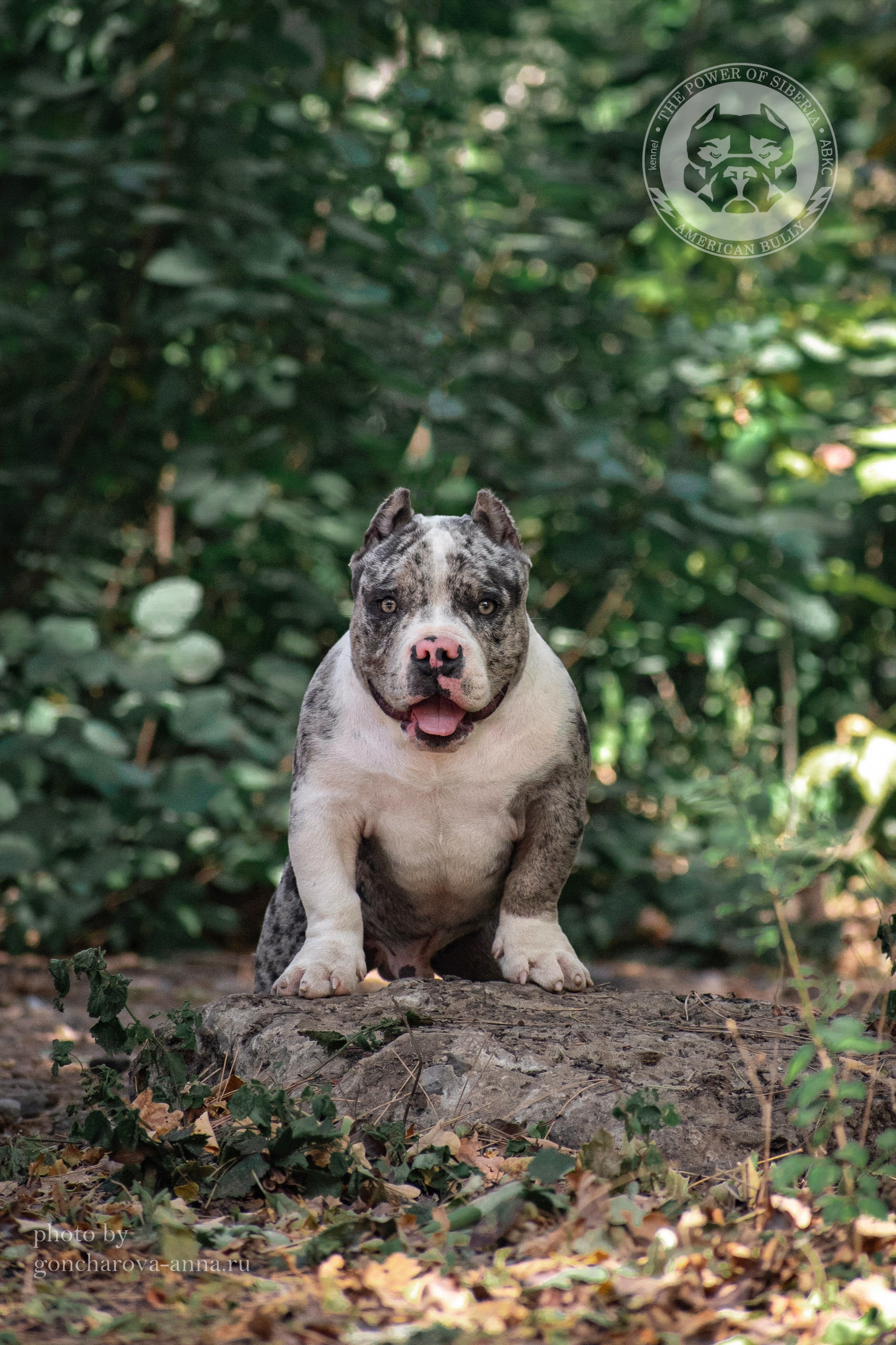 купить амбулли в Новороссийске