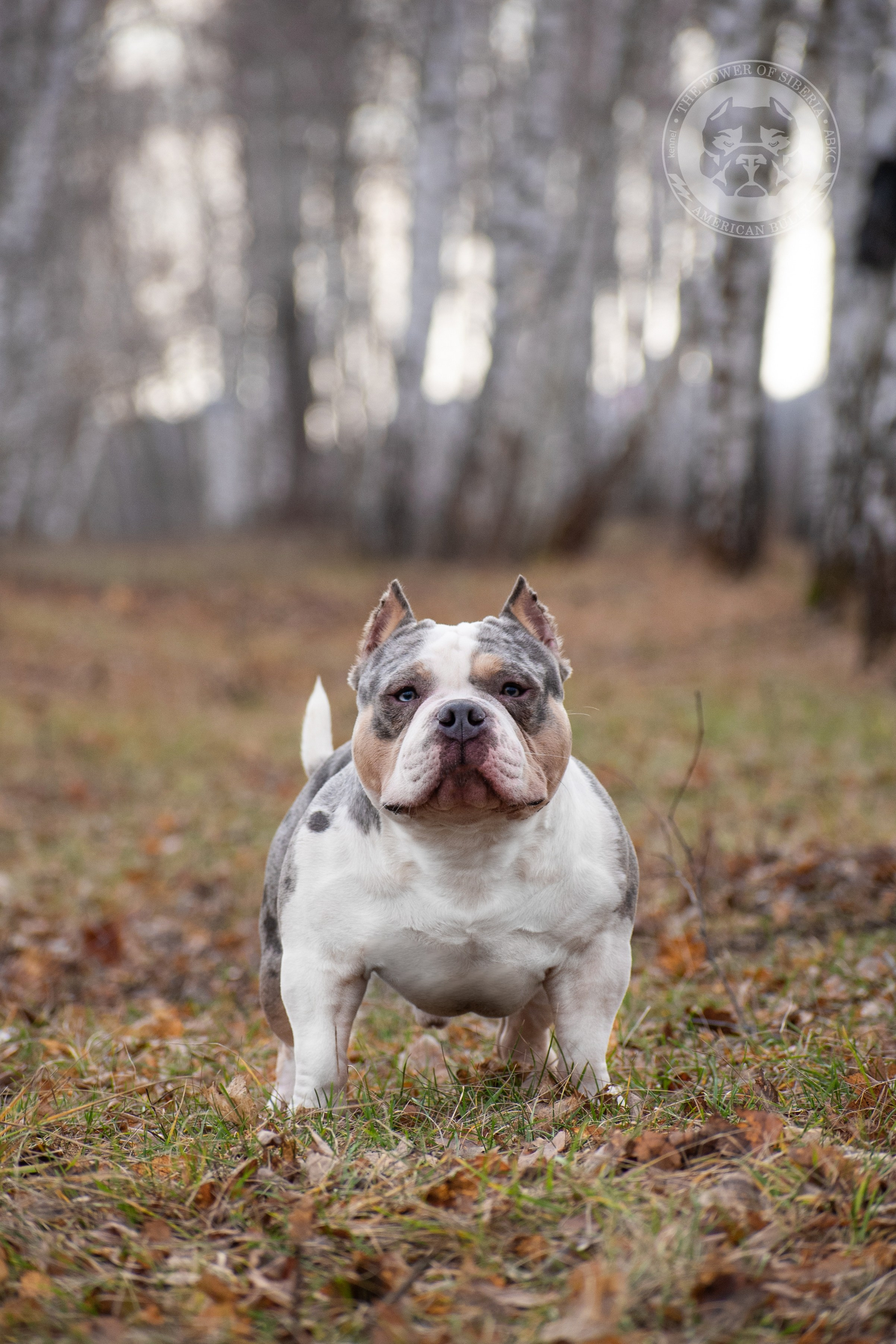 купить щенка в Официальном питомнике American Bully в Архангельске