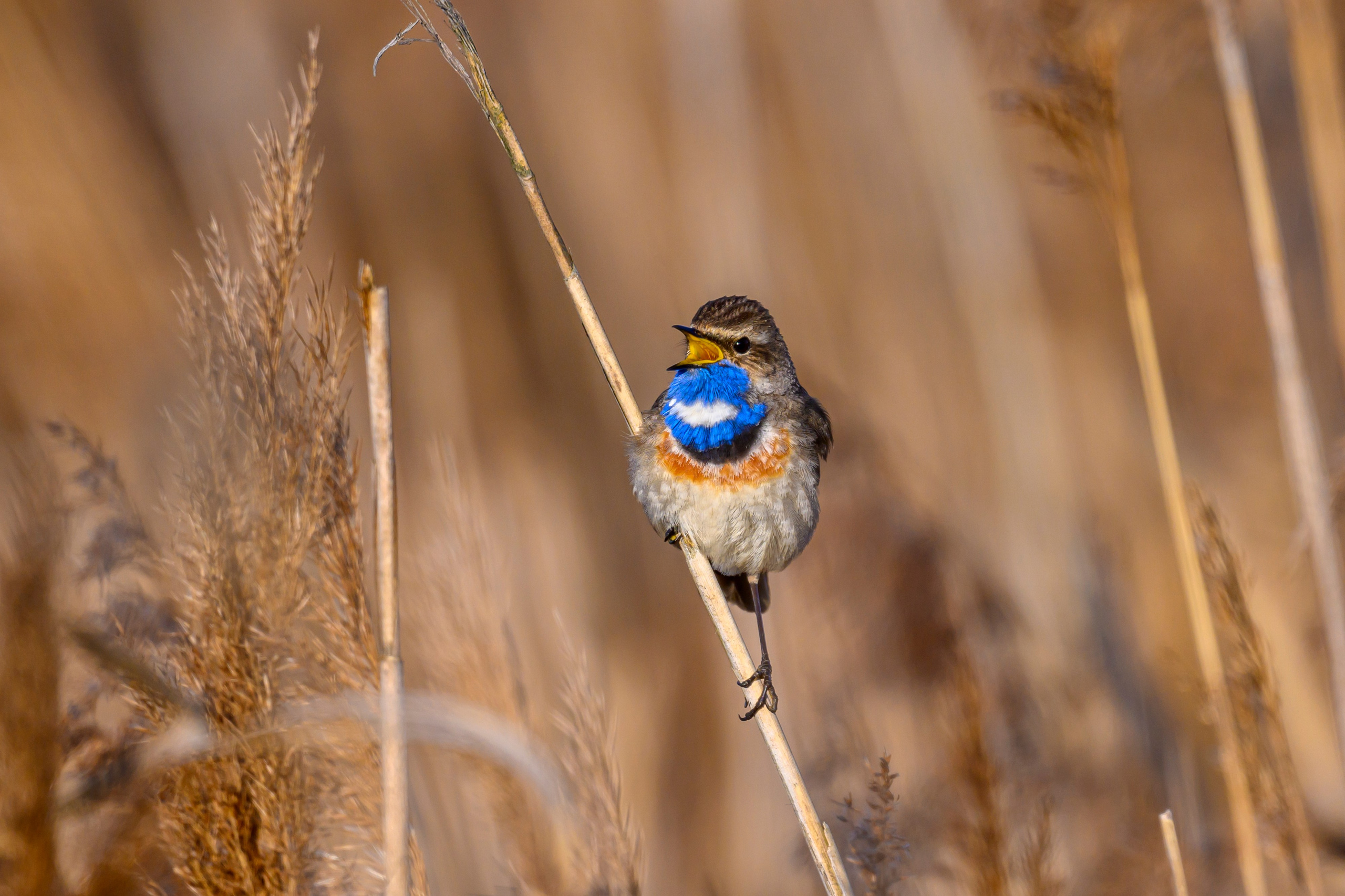 Лиса стащила яйцо. Фотограф Сергей Пупонин