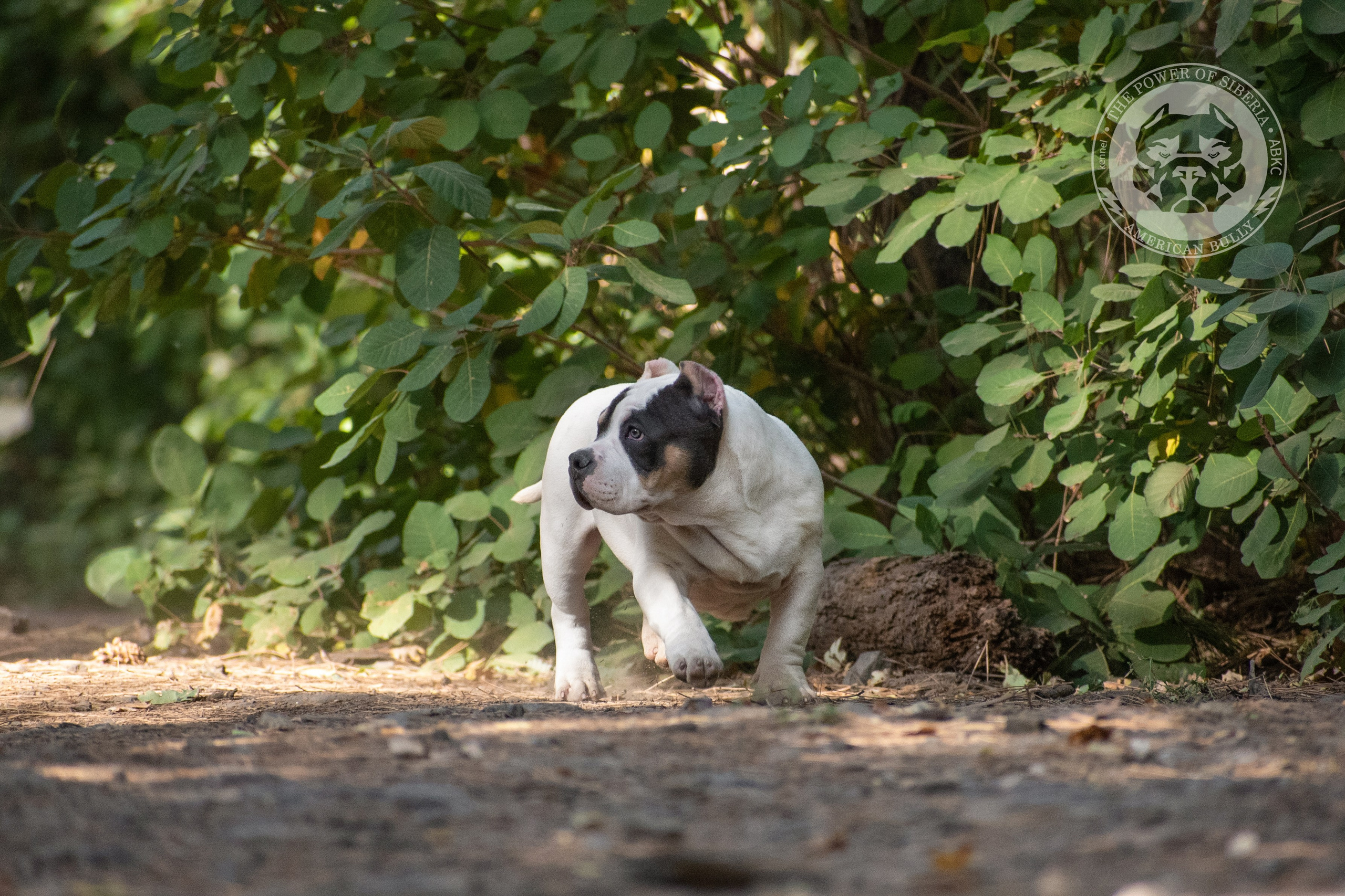 кобель для вязки америкаснкий булли в Адыгее
