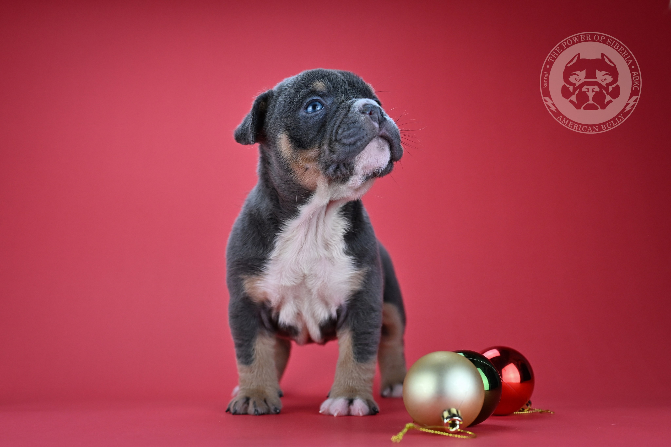Все свободные щенки. Американский Булли в г. Ростов-на-Дону. Питомник THE POWER OF SIBERIA