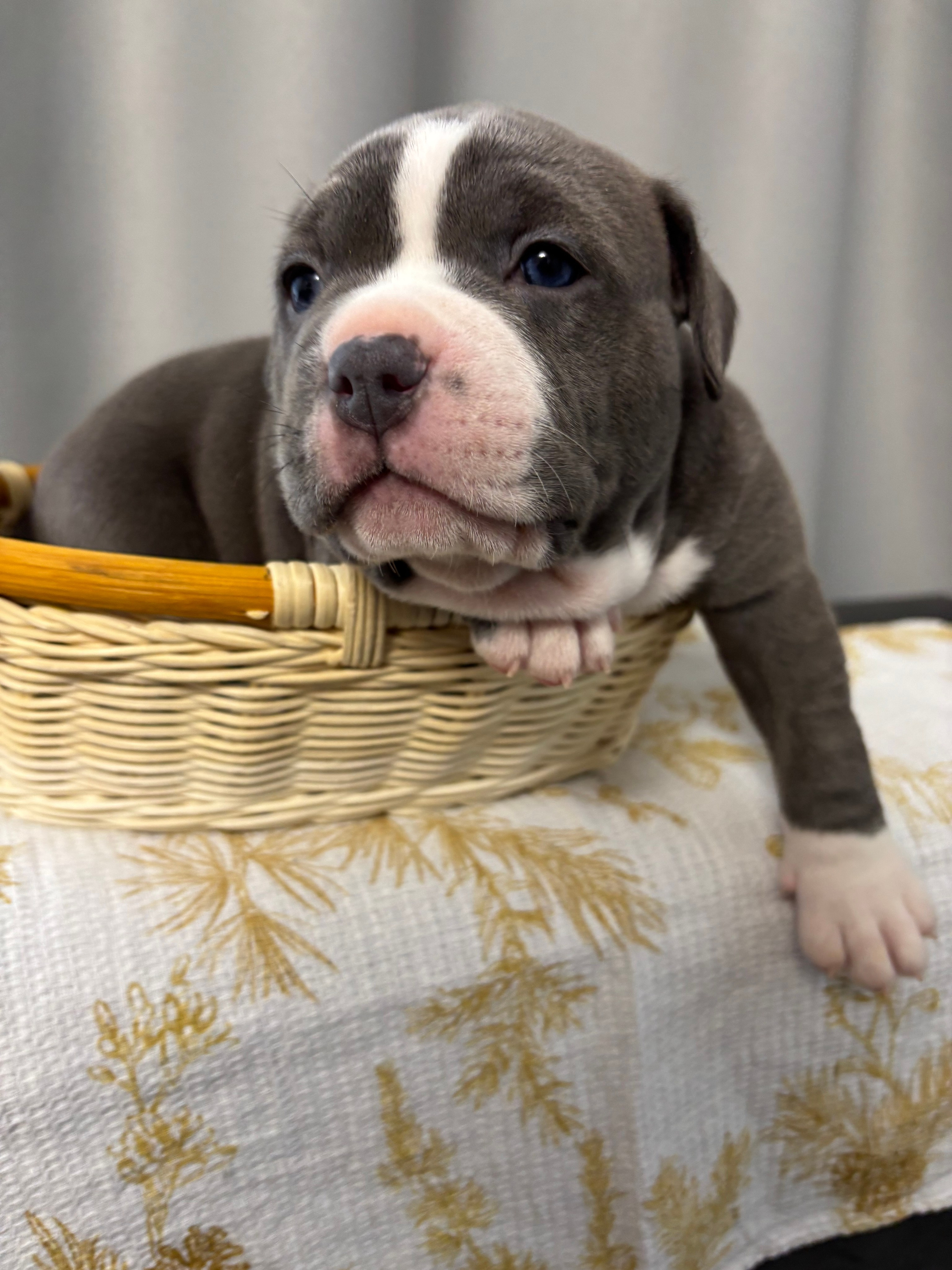 Помет Рич и Дося 04.02.25. Американский Булли в г. Ростов-на-Дону. Питомник THE POWER OF SIBERIA