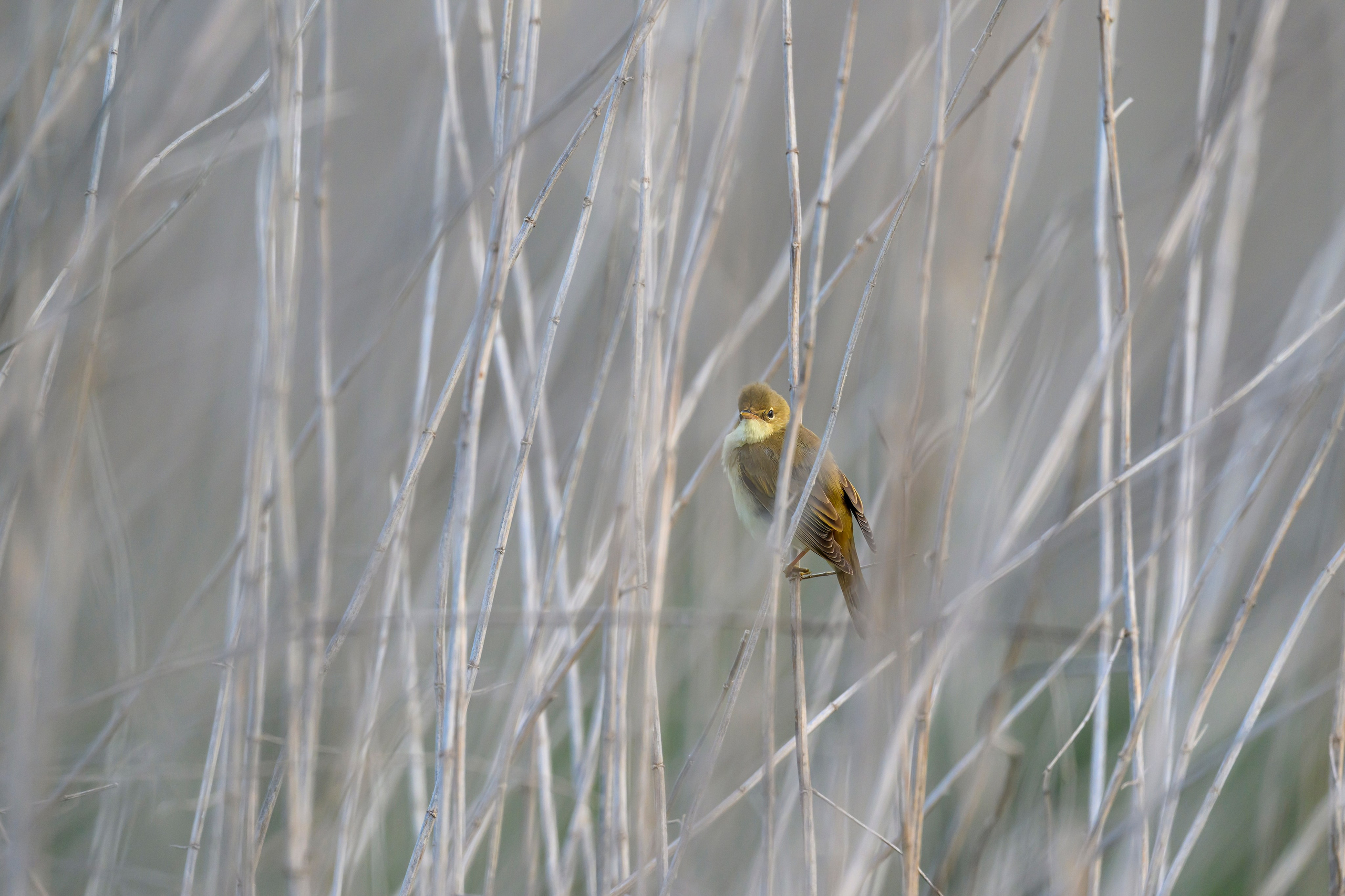 Охота сов и схватка с лунем. Фотограф Сергей Пупонин