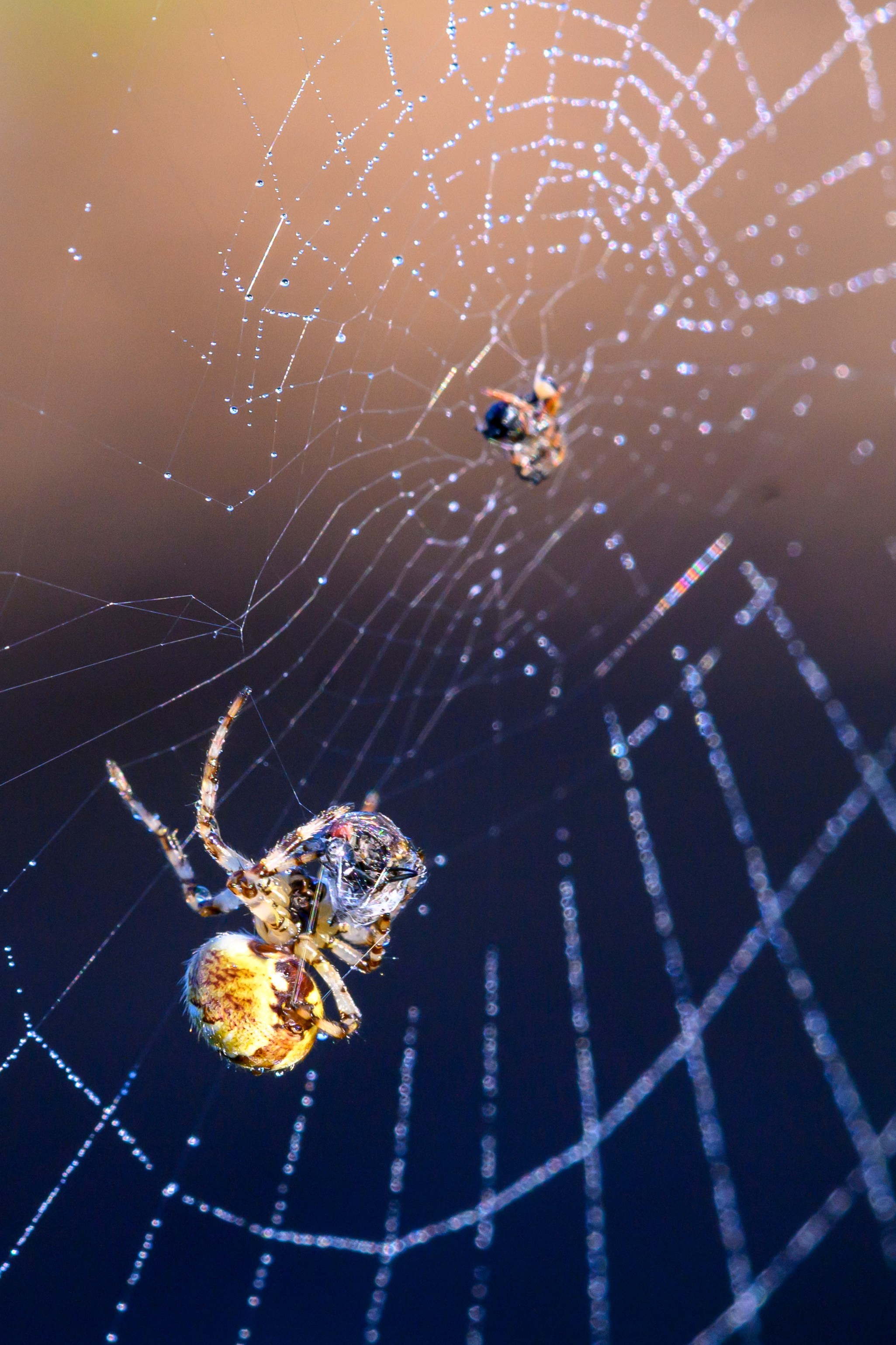 Первая охота совят. The first hunt of owlets. Фотограф Сергей Пупонин